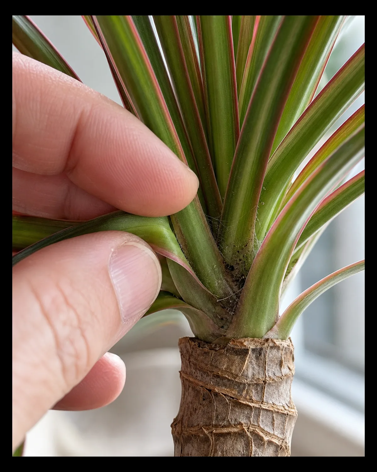 A macro closeup of a hand gently parting the leaf axils where thin red margined leaves meet the woody dracaena cane checking for pests with faint fine webbing and a few tiny specks visible tucked in one axil pocket