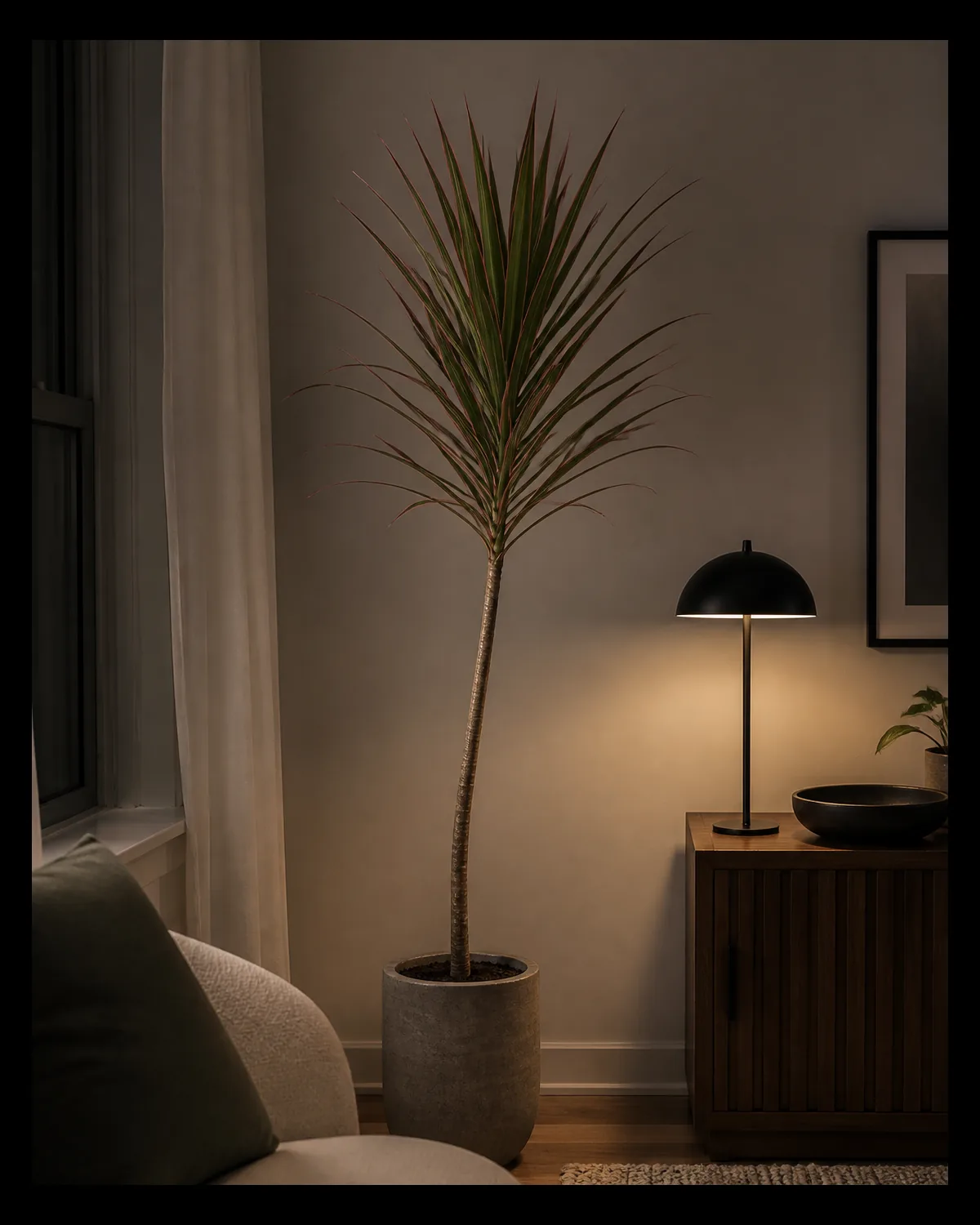 A tall narrow sculptural dracaena marginata with a single woody cane and upright leaf spray standing as a floor plant in a dim low light corner of a real living room with softer ambient light rather than direct window sun and a floor lamp nearby