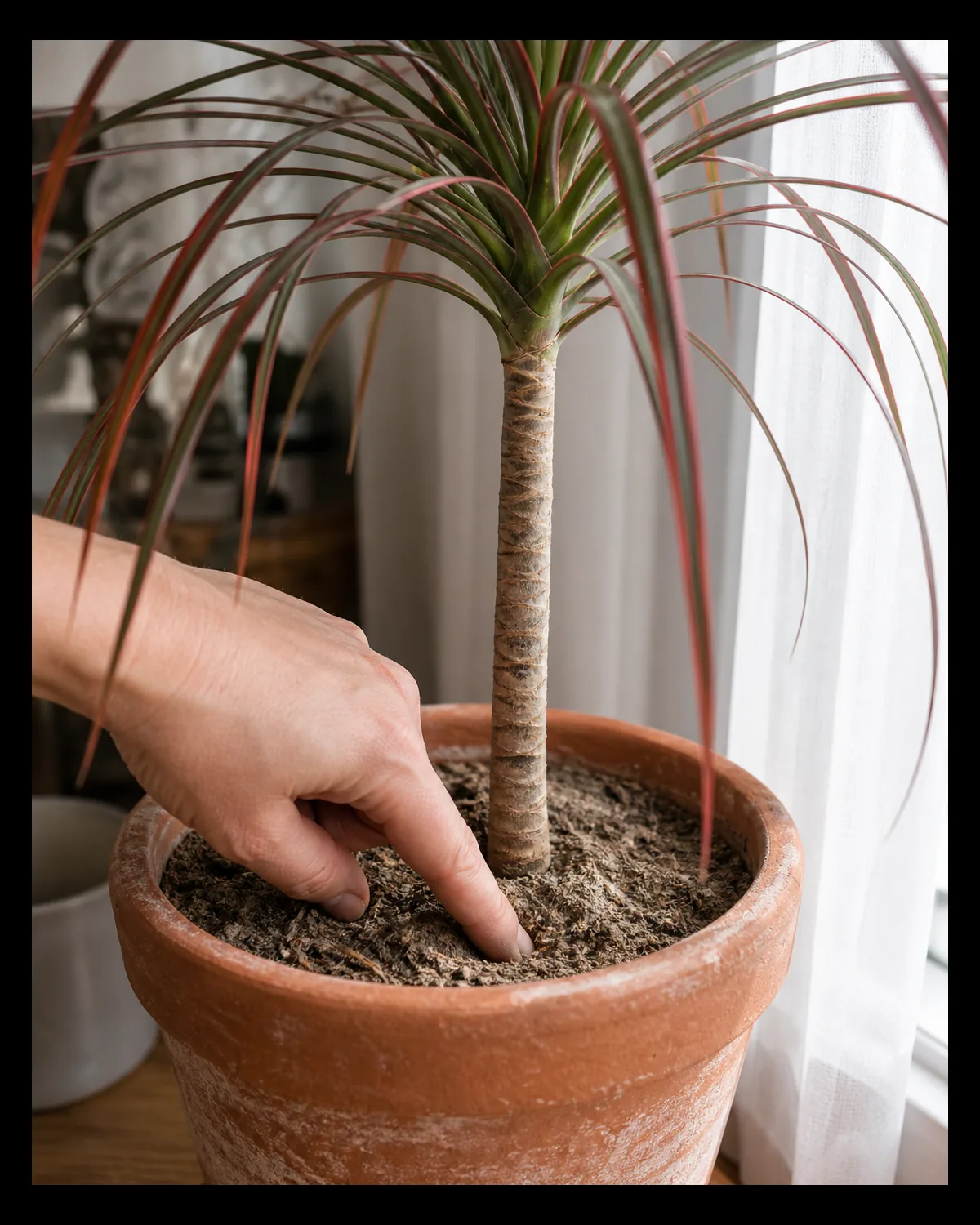 A hand pressing one finger a couple inches into visibly dry pale potting soil in a terracotta pot holding a dracaena marginata with the plants woody cane and arching red margined leaves visible behind the hand