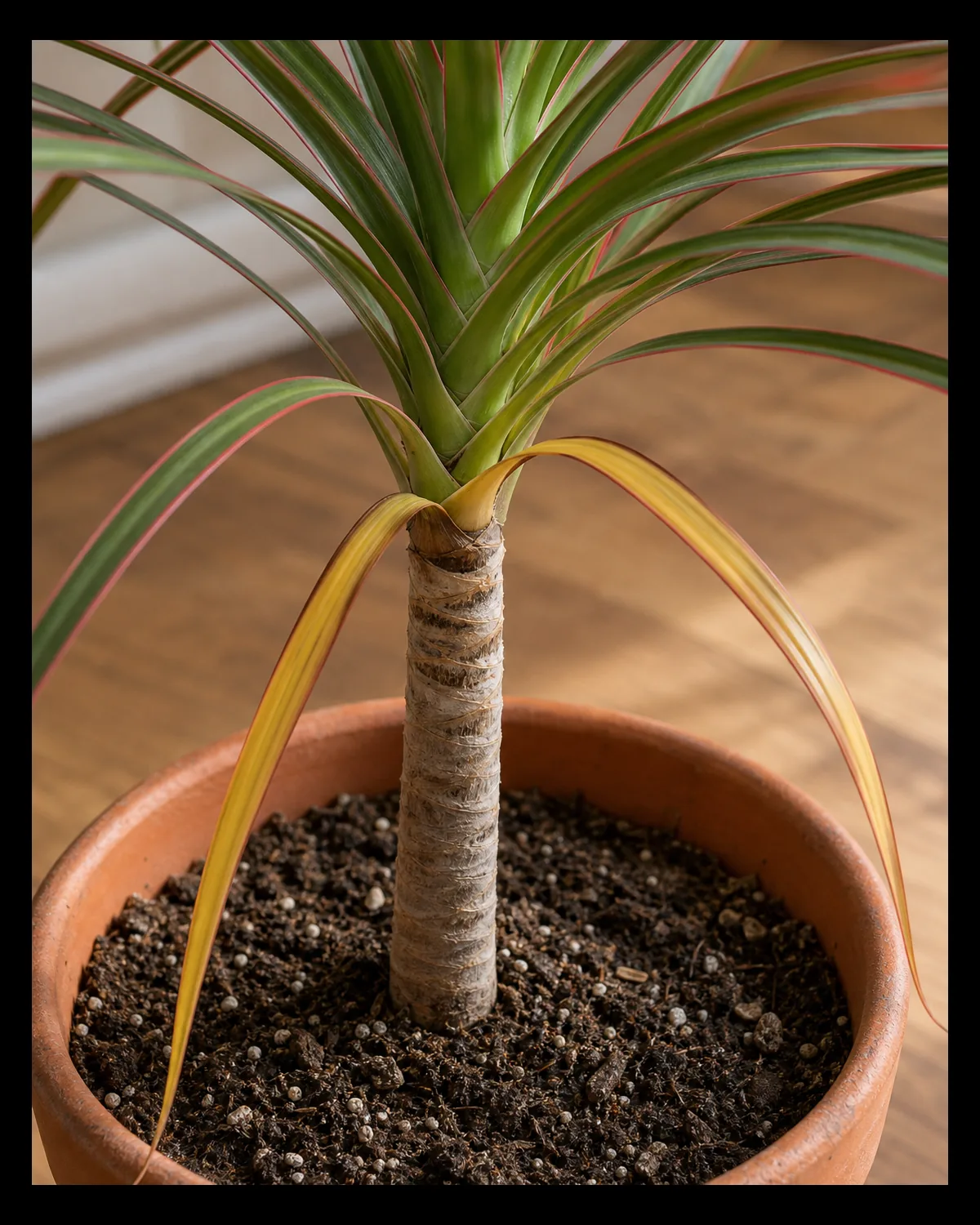 A closeup at the base of a dracaena marginata woody cane in a terracotta pot with one or two lower older red margined leaves clearly turned yellow near where they meet the trunk while the leaf spray higher up the cane stays healthy green with red margins