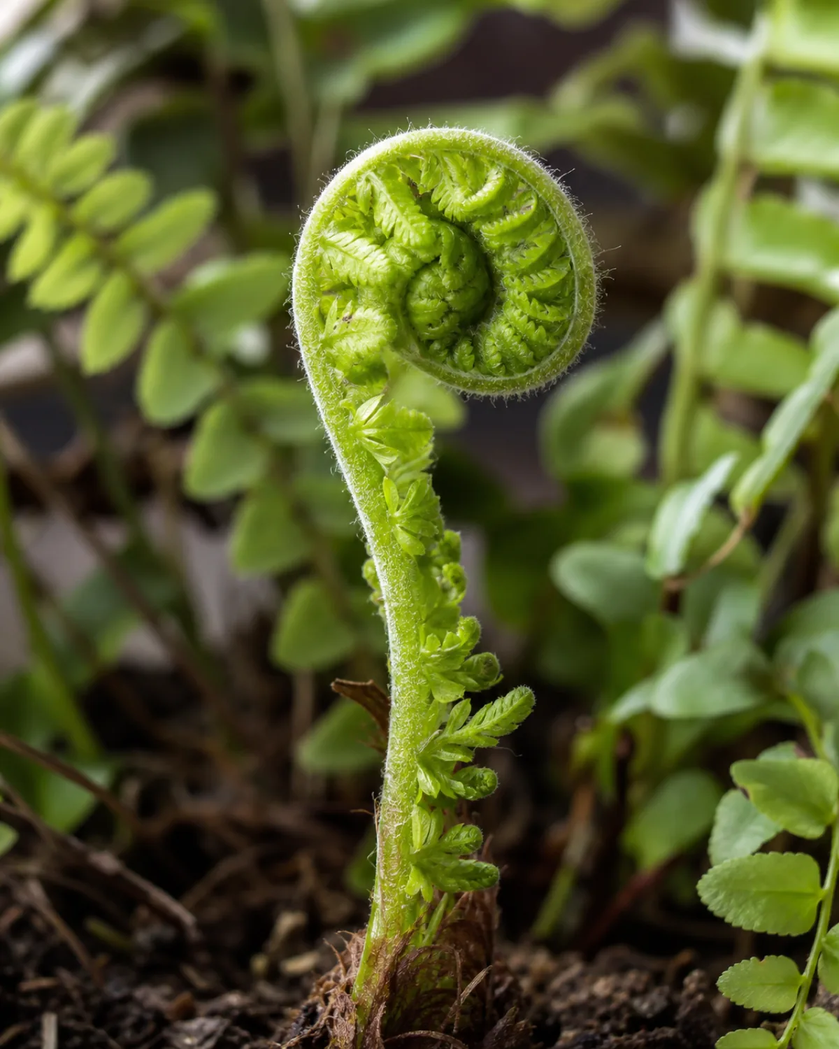 Extreme macro closeup of a fern fiddlehead crosier unfurling from the crown, showing tightly coiled bright green spiral with young pinnae beginning to loosen