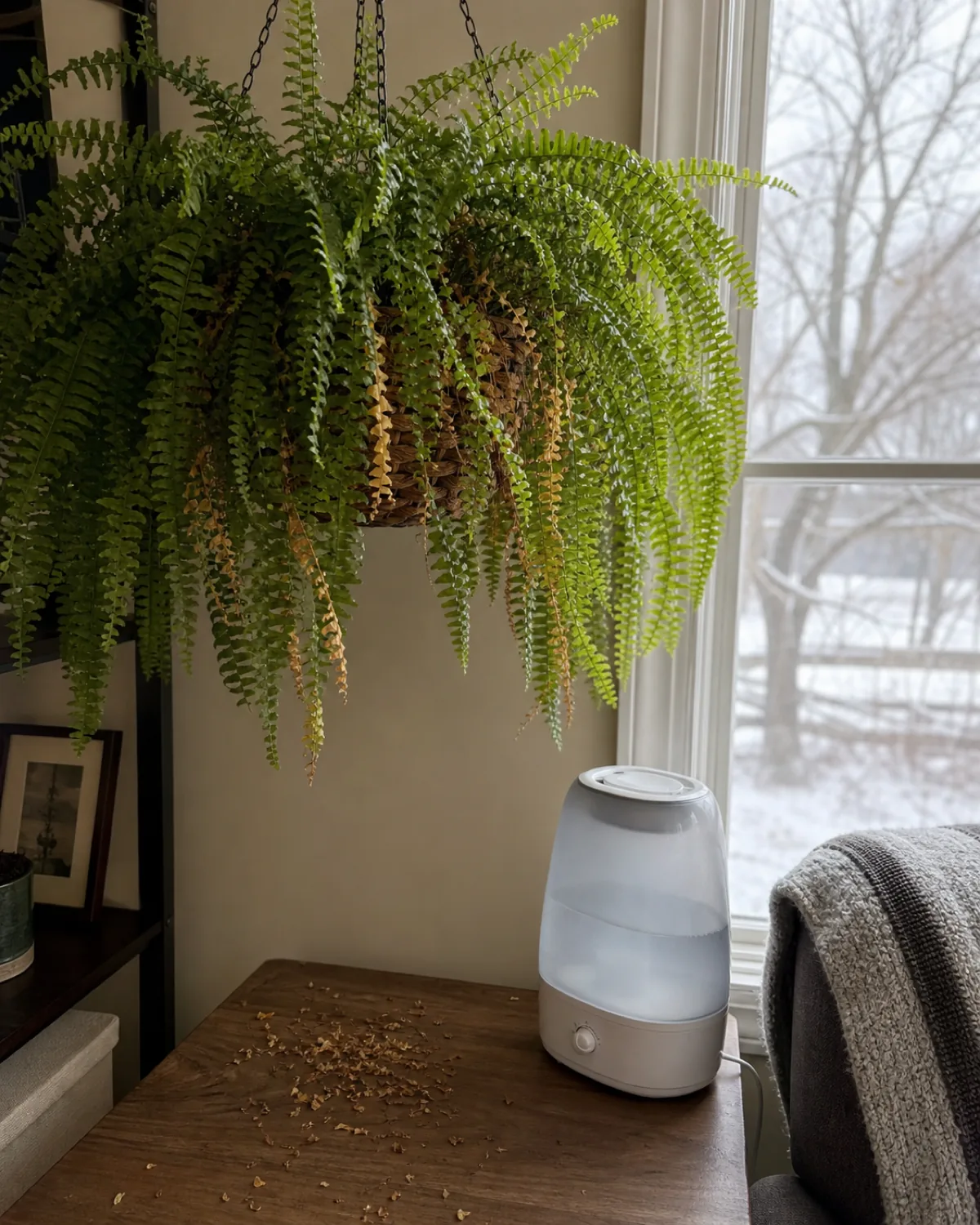 A Boston fern in a hanging basket with scattered small dried leaflets on the table below, the fern showing some thin areas, a turned-off humidifier nearby, winter window in background
