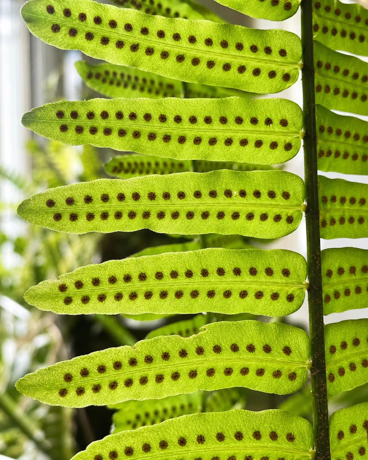 Extreme macro closeup of the underside of a mature fern frond showing neat symmetrical rows of round brown sori (spore clusters) along each pinna, held against backlighting