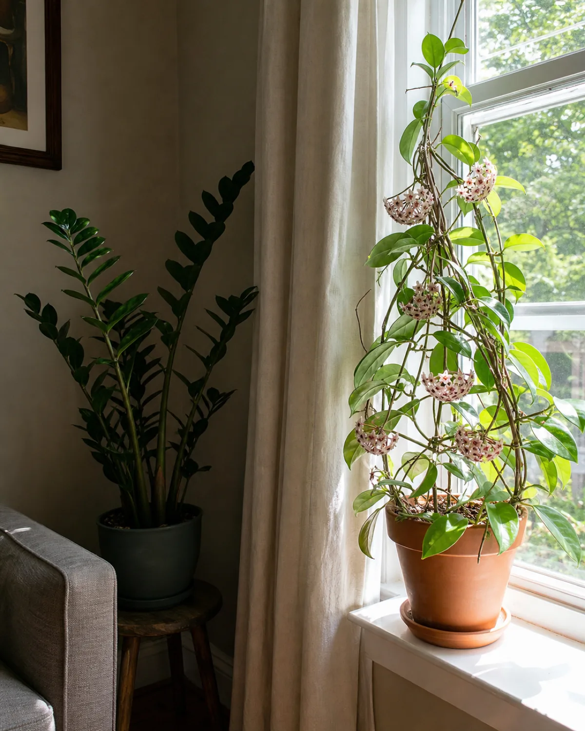 A low-light-tolerant houseplant thriving in a dim corner beside a sun-loving flowering houseplant thriving in a bright window