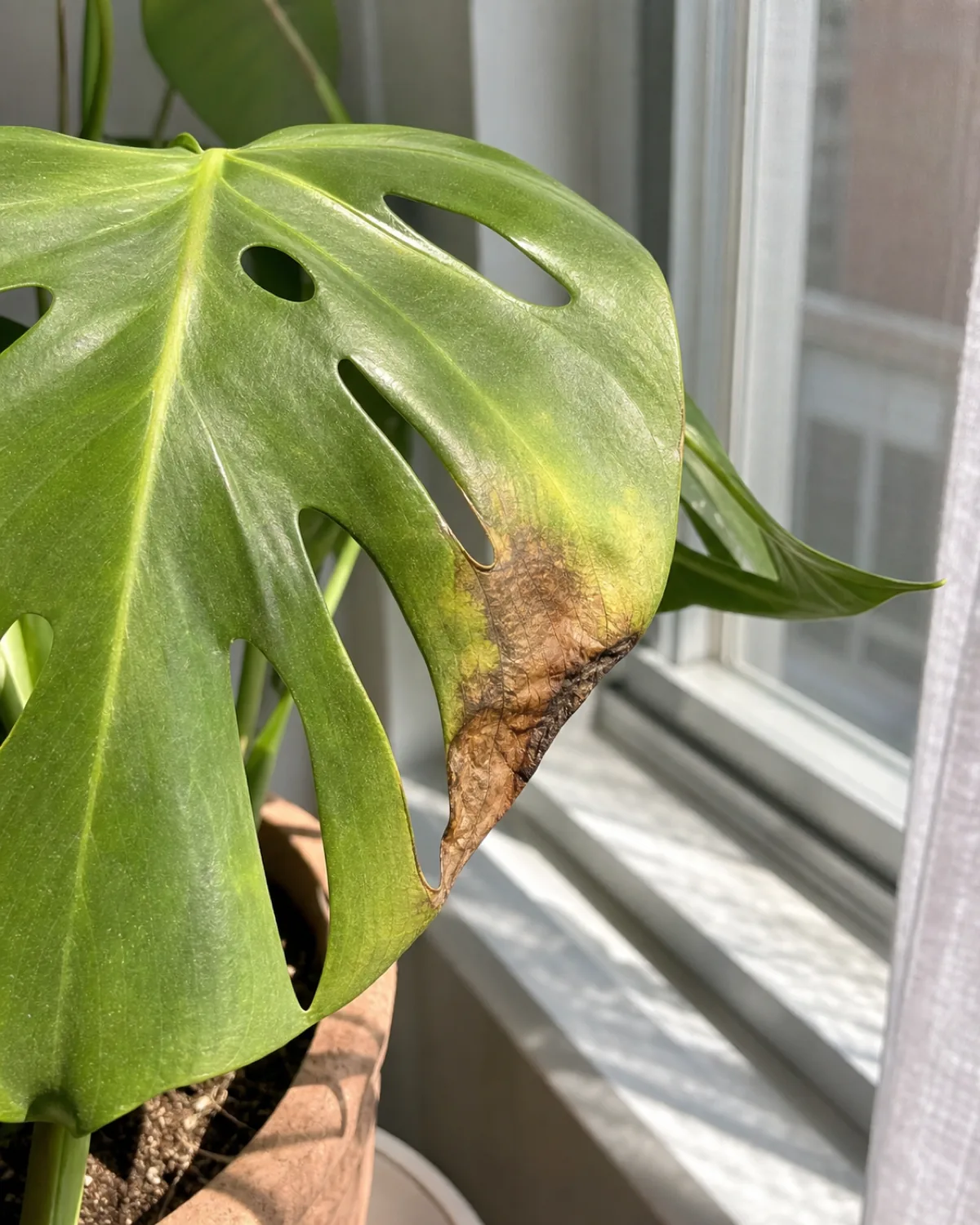 A houseplant leaf with a dry crispy brown scorch patch near the leaf edge in harsh direct sun
