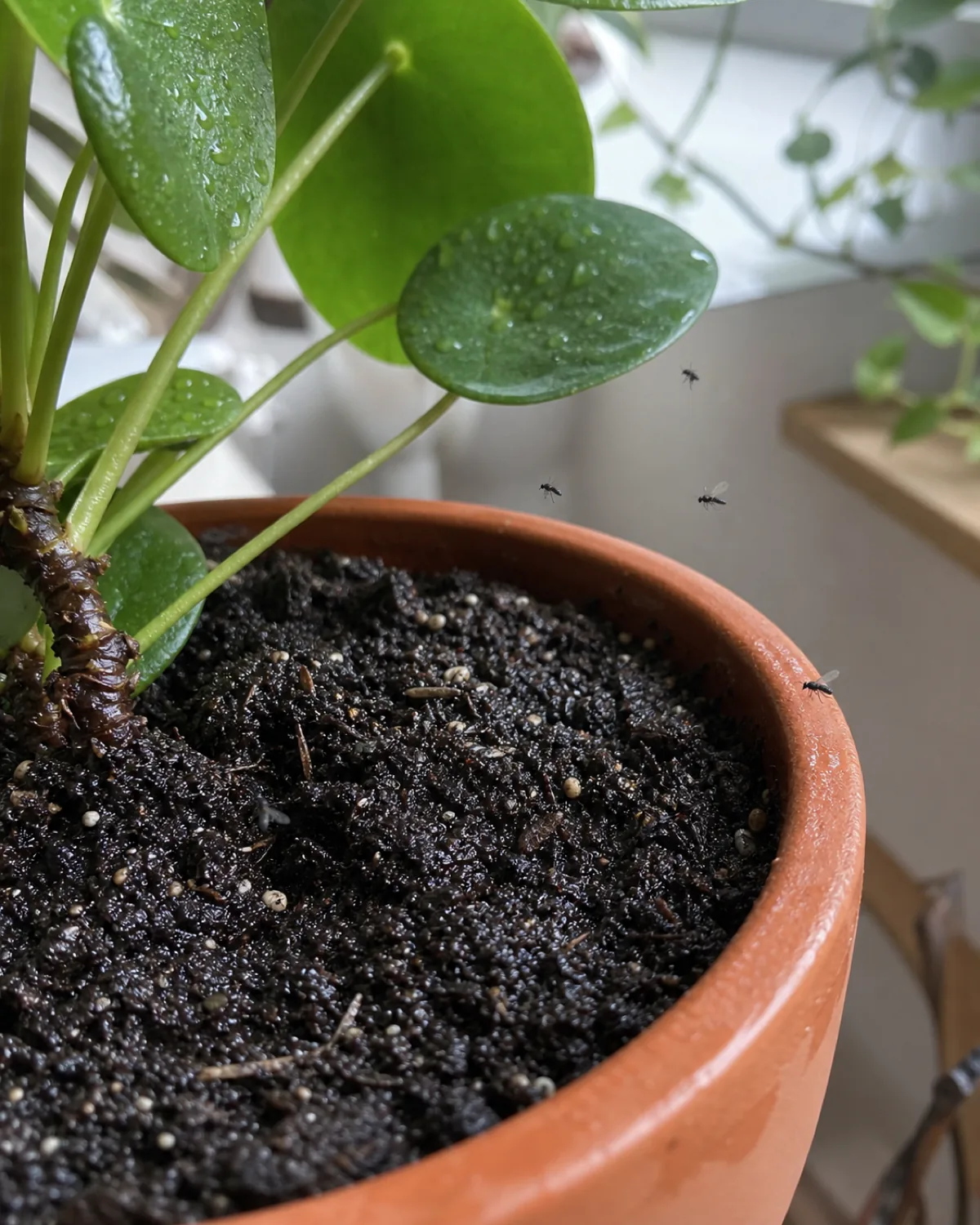 Tiny black fungus gnats hovering just above the dark moist soil surface of a potted houseplant