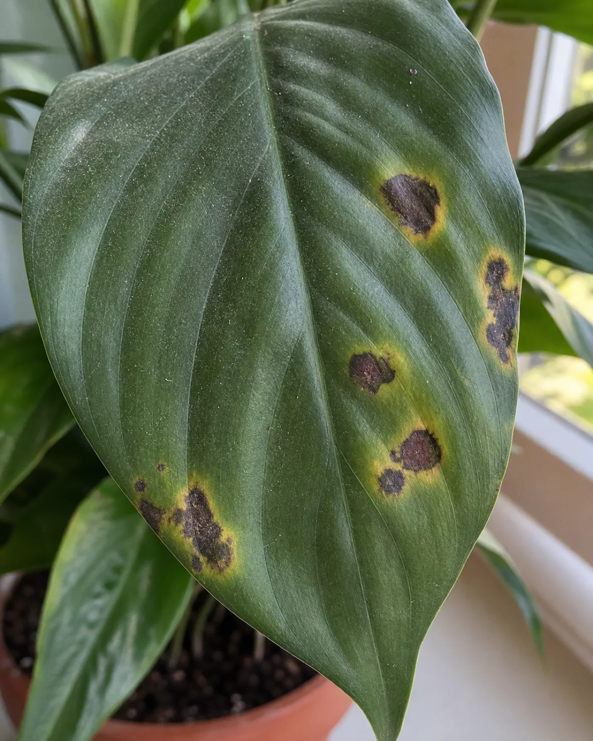 A houseplant leaf with several brown to black spots ringed by a subtle yellow halo