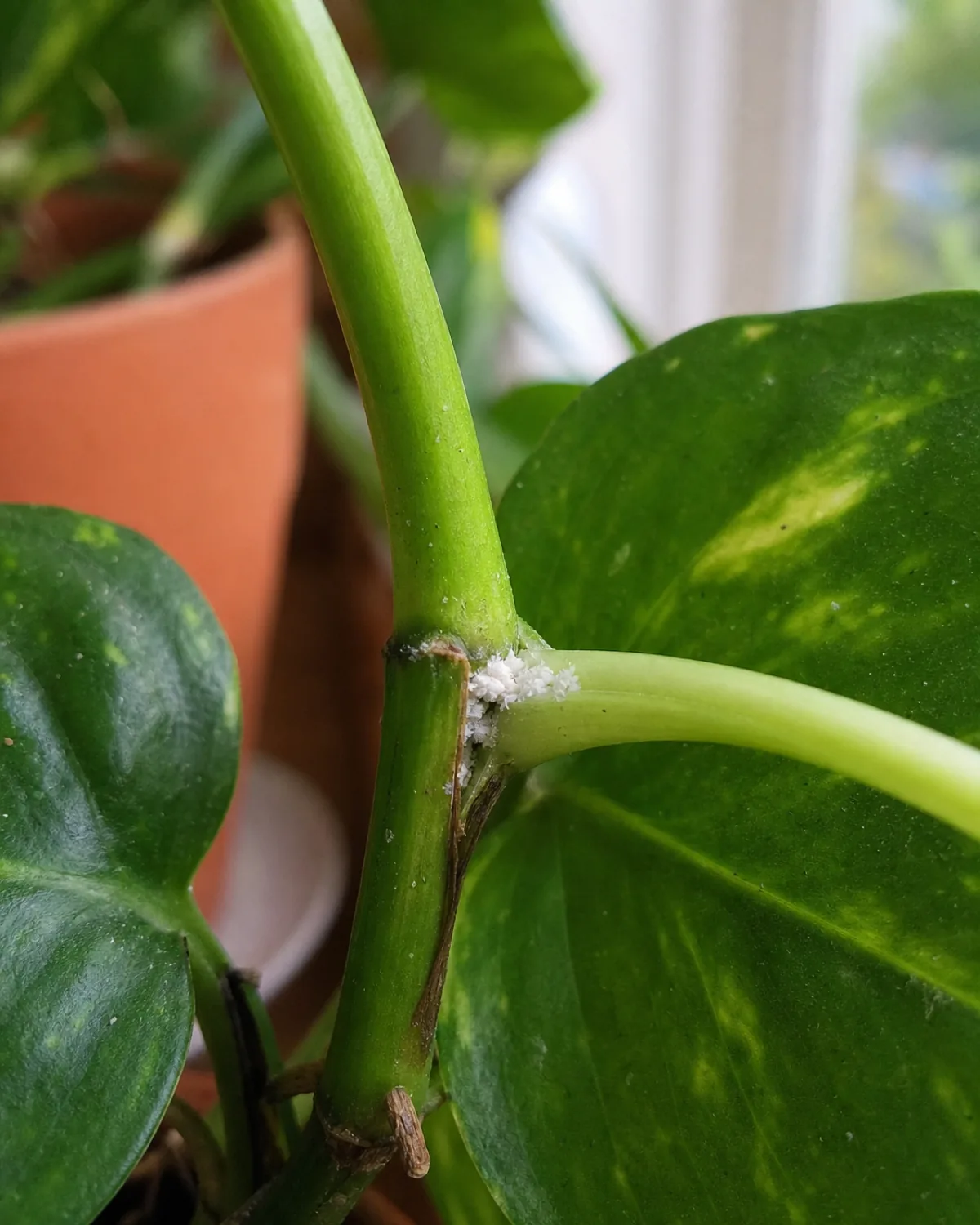 A houseplant stem with small clusters of white cottony fluff tucked into a leaf axil