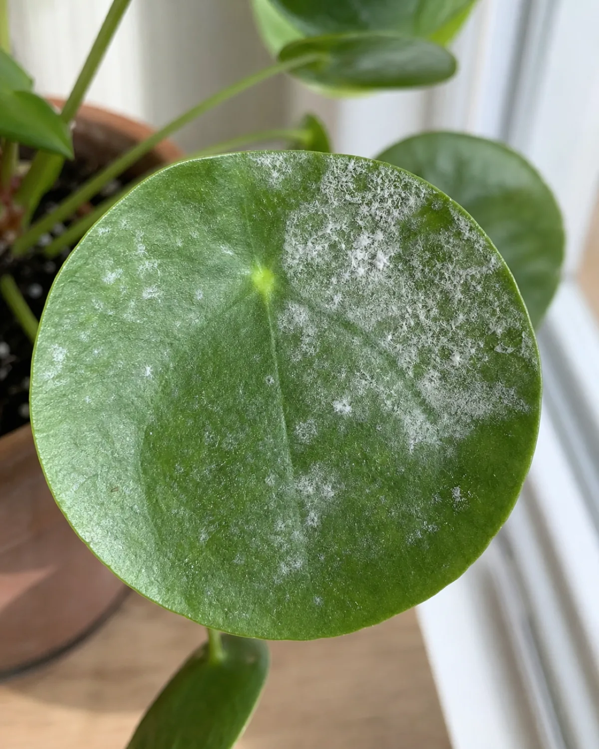 A houseplant leaf with a light dusting of white powdery mildew coating across part of its surface