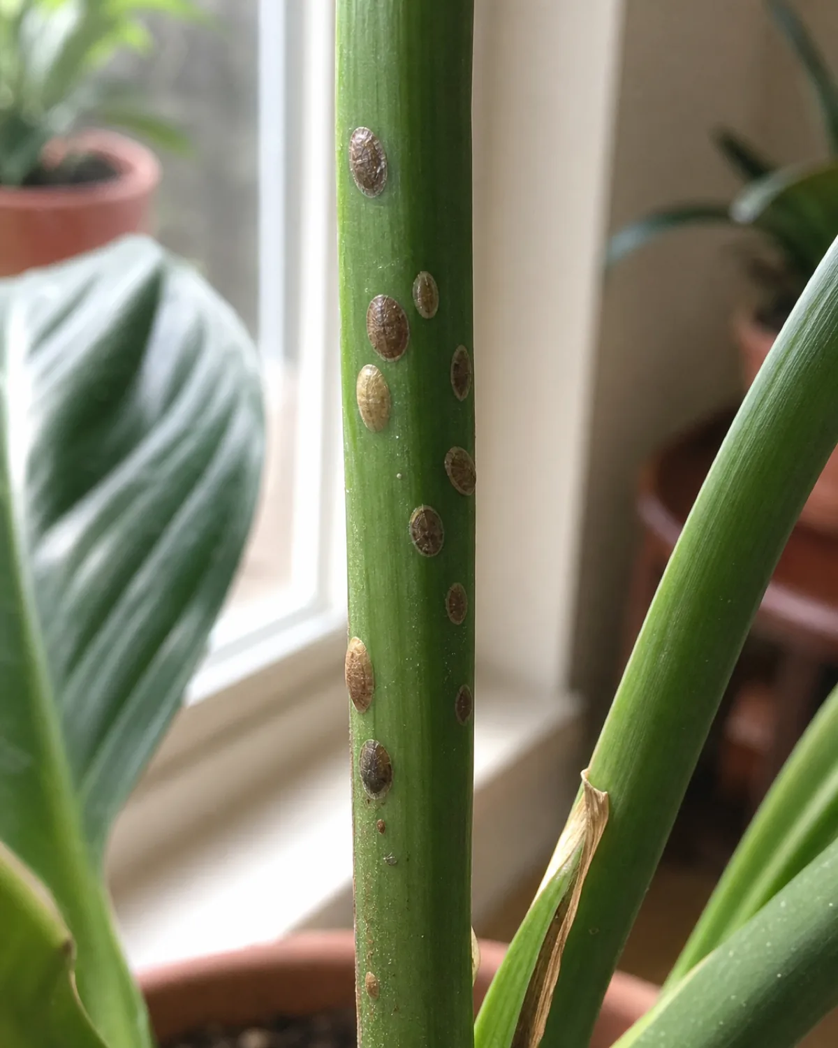 A houseplant stem with several small brown waxy scale bumps stuck flat along its length