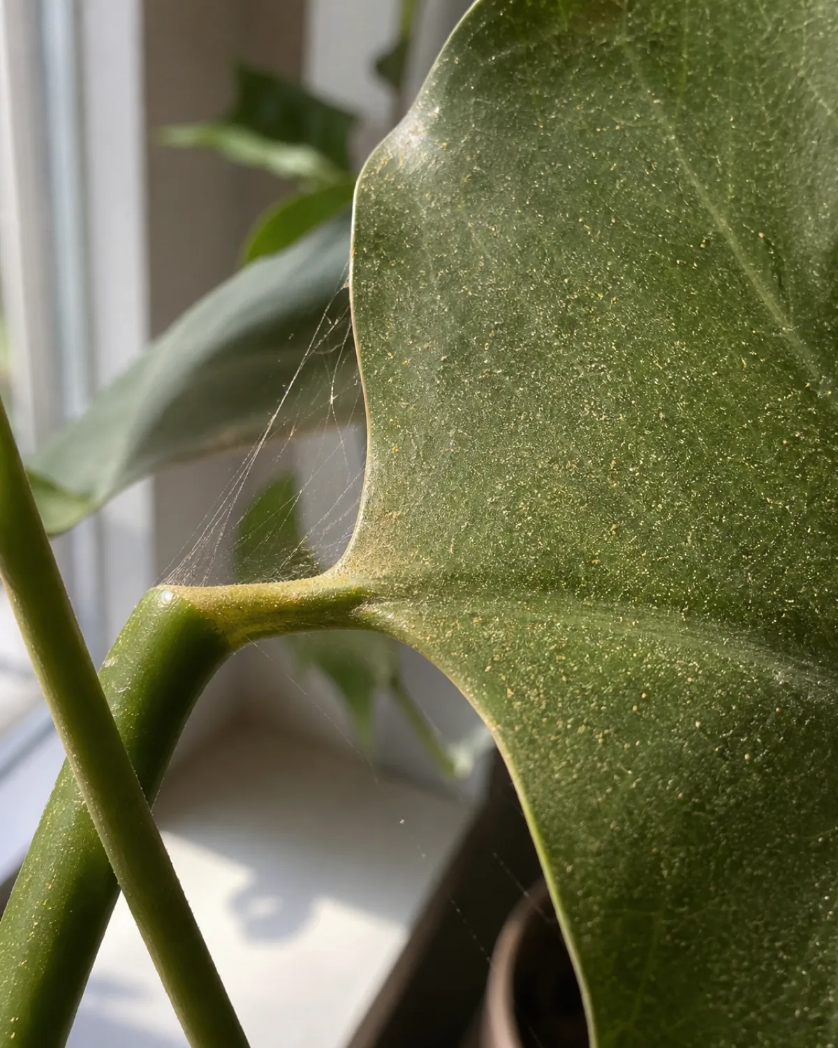A houseplant leaf with faint fine webbing and stippled bronze speckling held toward soft window light