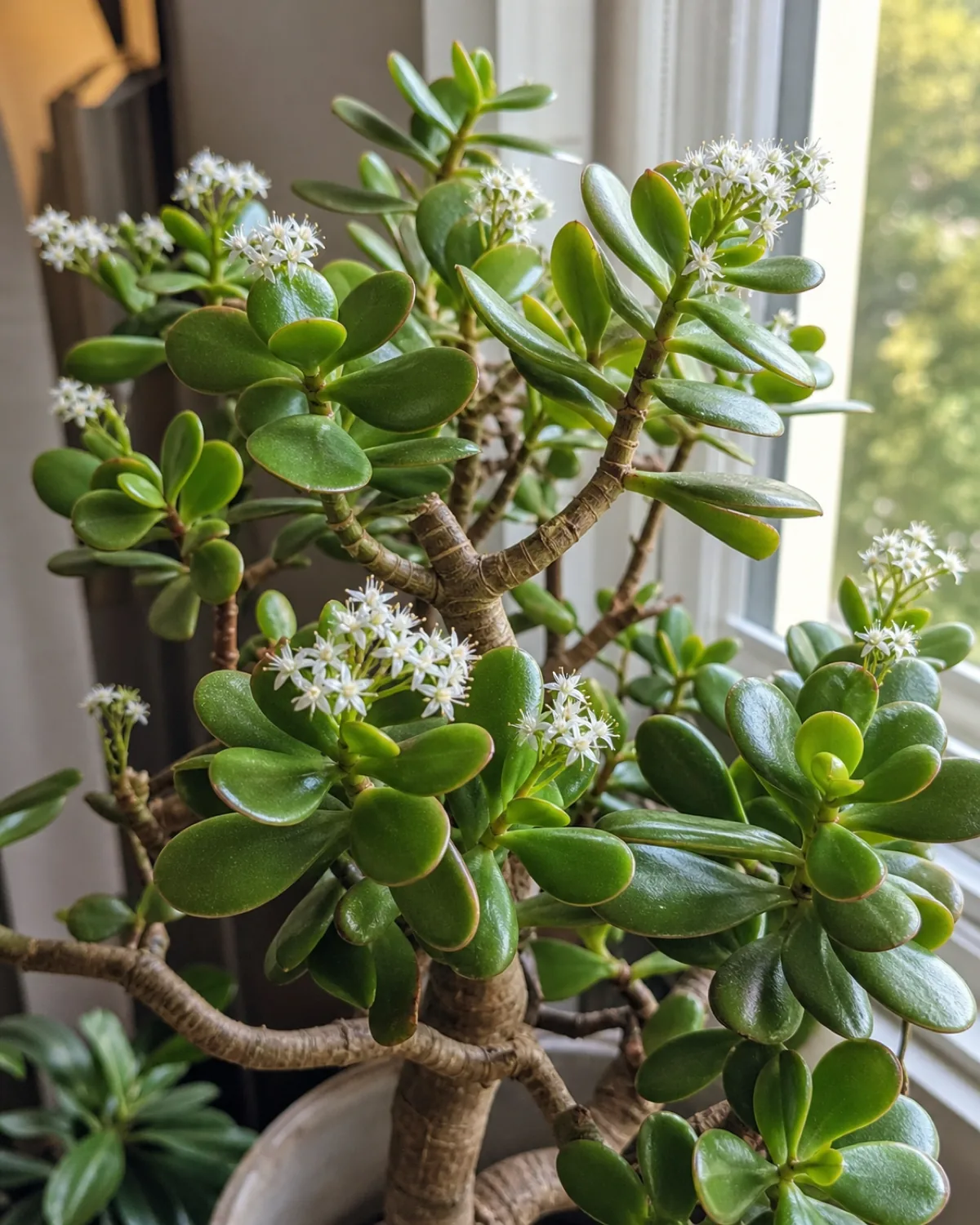 Tiny clusters of small white star-shaped jade plant flowers at branch tips on a mature plant near a bright window