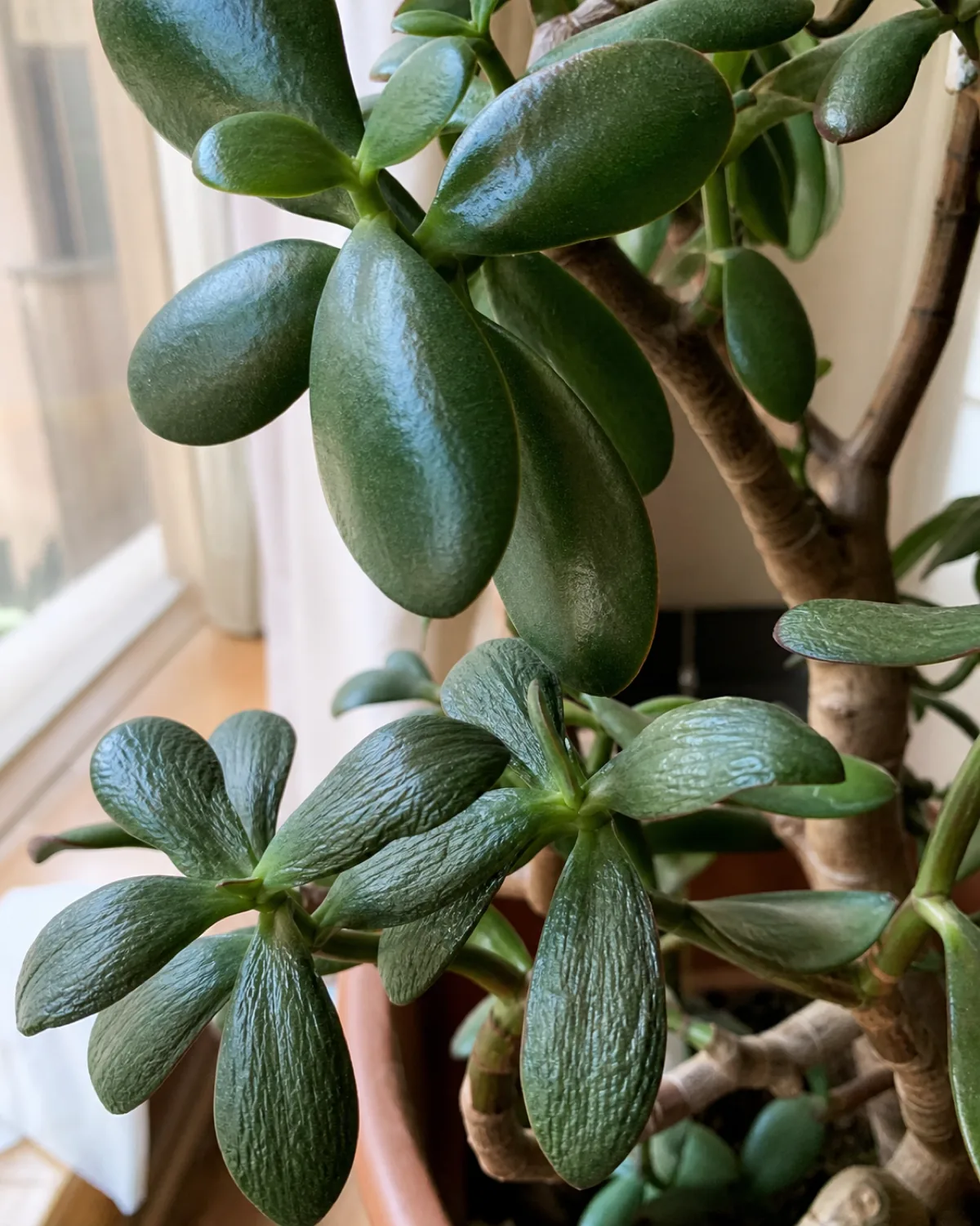 Close-up of jade plant leaves showing hydration difference between plump glossy firm leaves and slightly wrinkled softer leaves