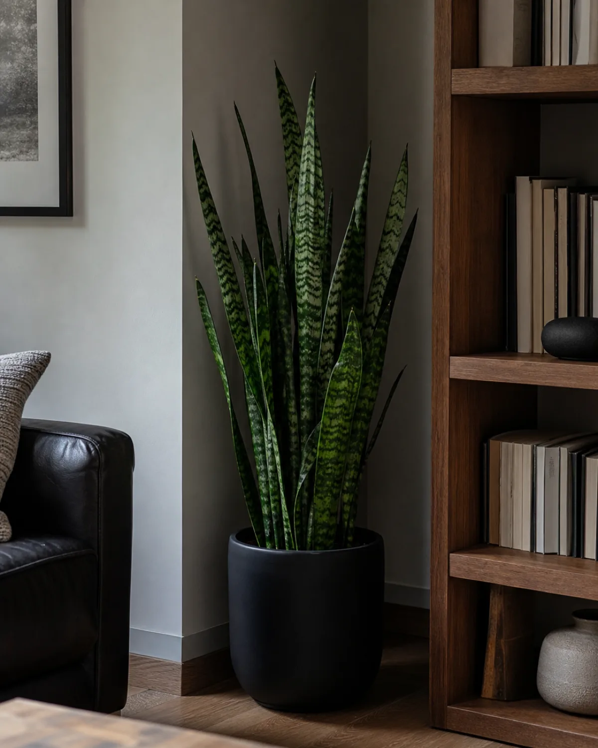 A snake plant with stiff upright sword-shaped dark green leaves in a matte black pot standing in a dim corner between a bookcase and a wall in a living room