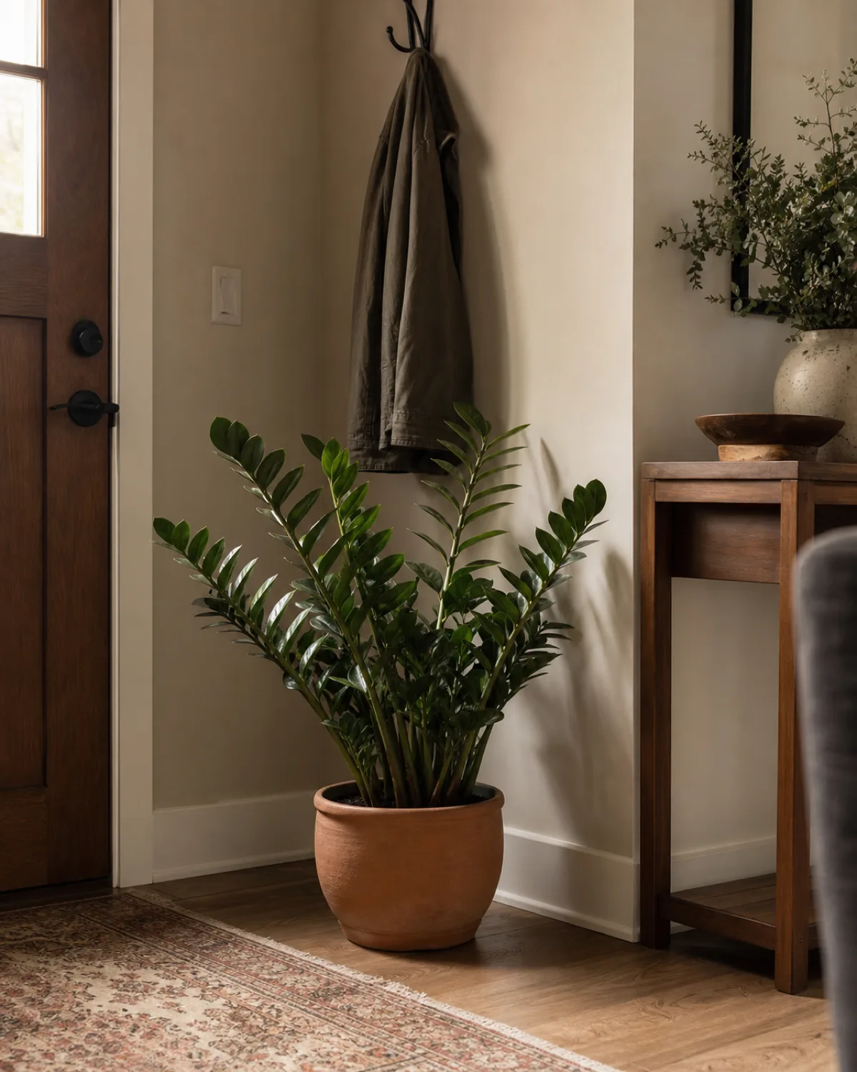 A ZZ plant with glossy dark green oval leaflets on arching stems in a low terracotta pot in a dim entryway corner of a living room near the front door