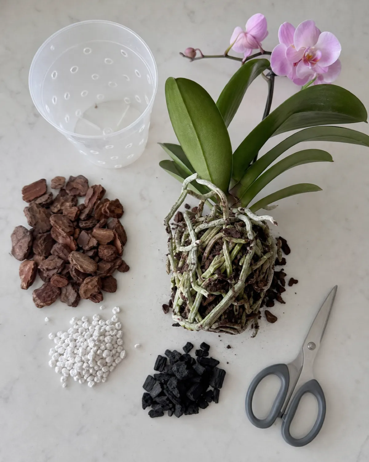 An overhead shot of orchid repotting supplies including a clear plastic pot with drainage holes chunky fir bark pieces perlite charcoal and sterilized scissors