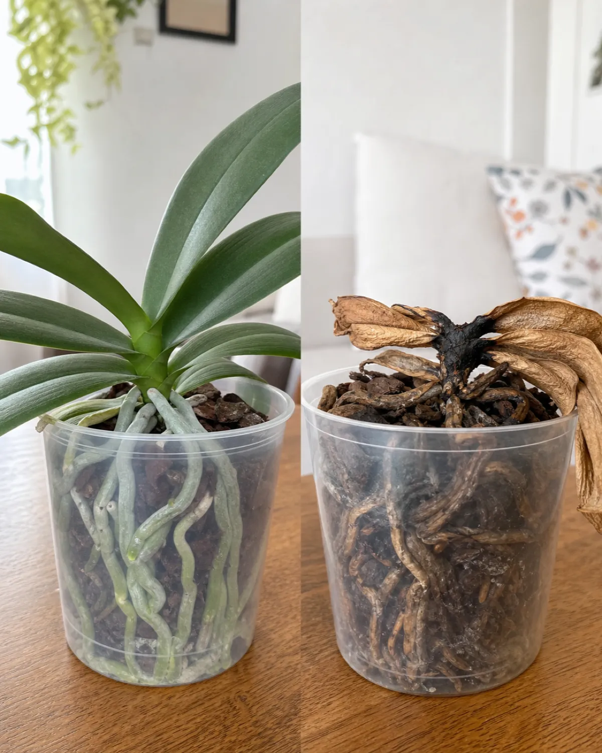 A comparison of a seemingly dead orchid with just green leaves and roots visible in a clear pot clearly alive next to a truly dead orchid with brown mushy roots and blackened crown