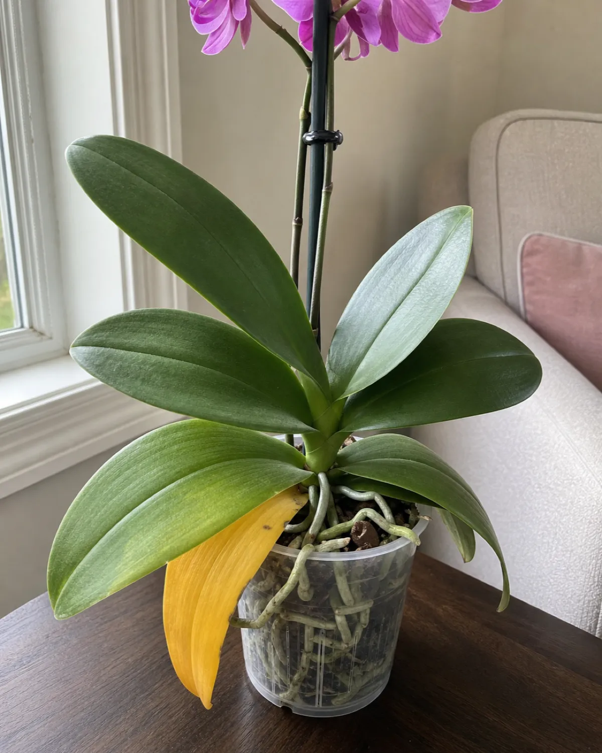 Close-up of an orchid leaf showing a single bottom leaf turning yellow while upper leaves remain firm and green with root tips visible in a clear pot