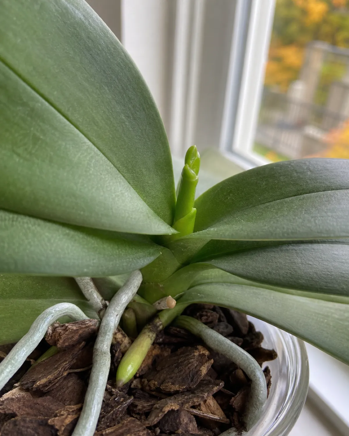 A Phalaenopsis orchid near a slightly open window in early autumn showing a tiny green flower spike nub emerging from between the base leaves