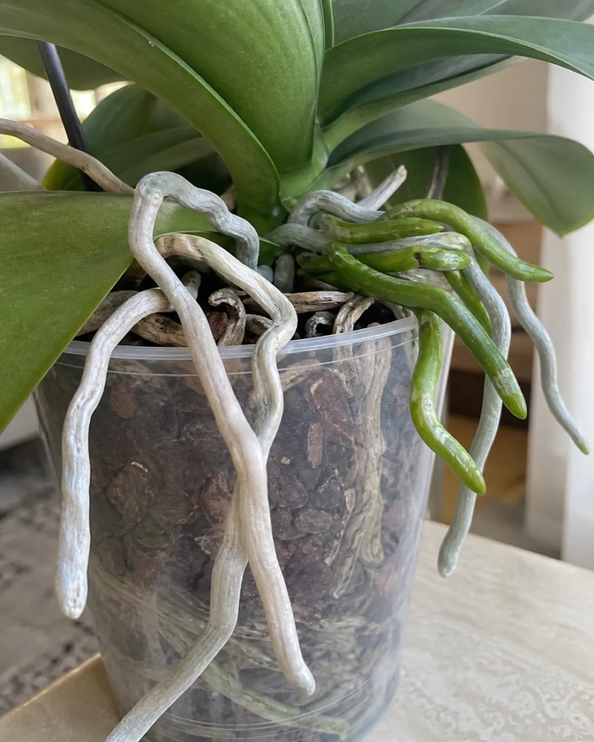 Close-up of orchid aerial roots growing over a clear pot rim showing thick silvery velamen-coated roots with some green and some silver-white