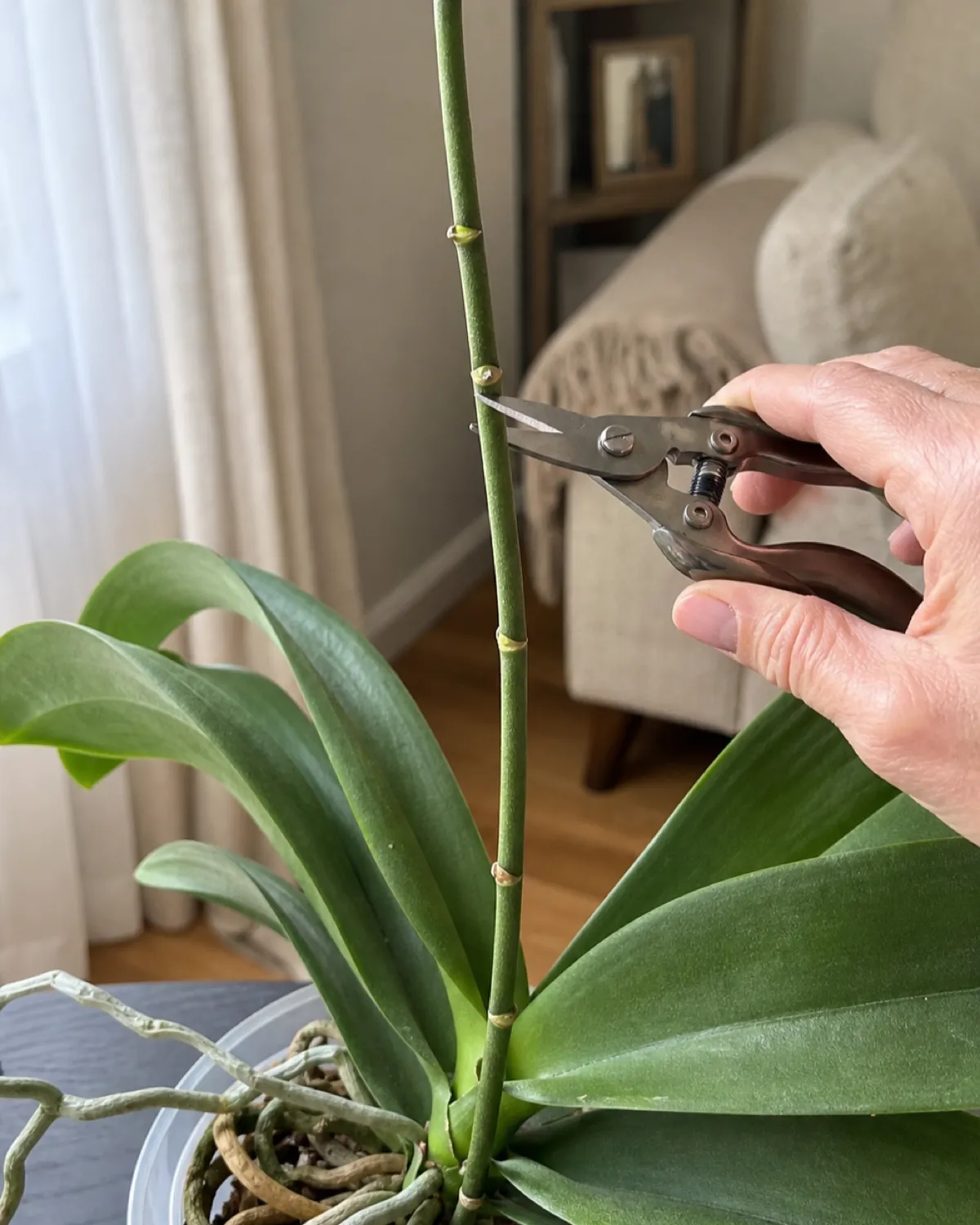 Close-up of a bare orchid flower spike after blooms have dropped showing a visible node on the green stem with a hand holding small pruning shears positioned just above the node