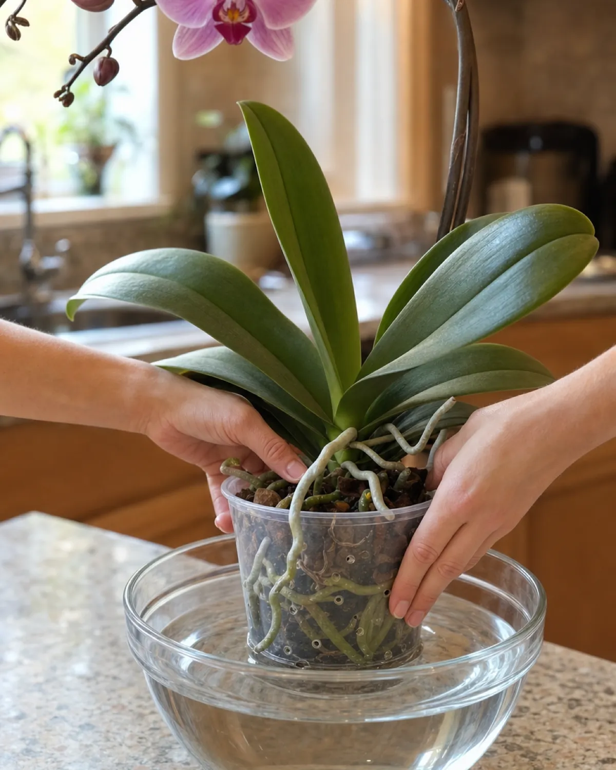 Hands soaking a potted orchid in a bowl of room-temperature water with clear pot submerged showing green roots absorbing water through bark mix