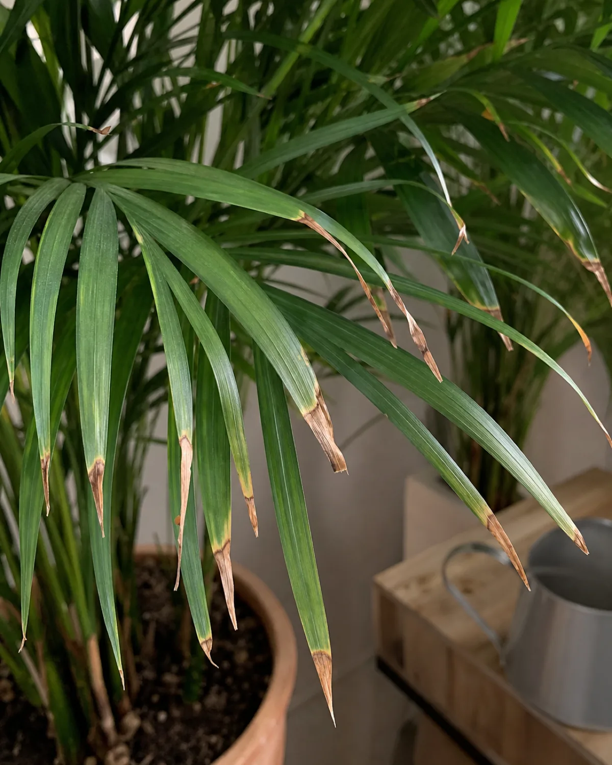 Several parlor palm frond leaflet tips showing browned, crispy, dried edges against otherwise green healthy leaflets