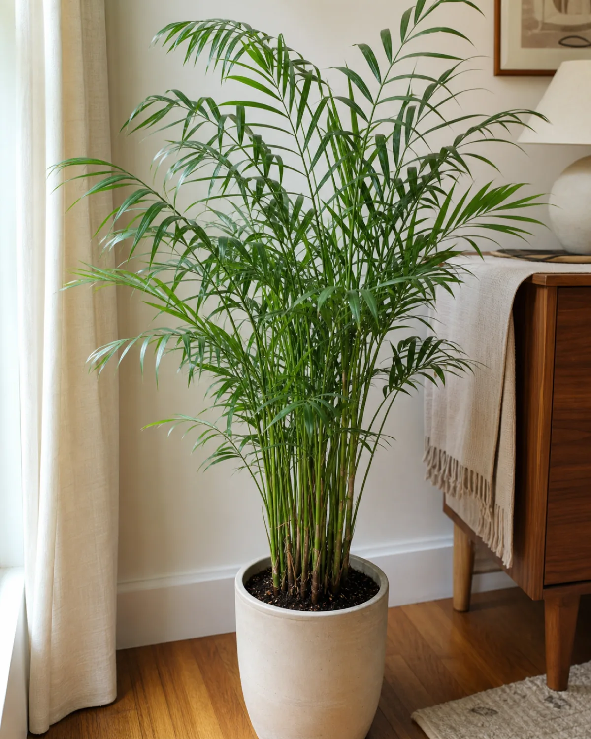 A close full-plant view of a parlor palm showing its slender clustered bamboo-like canes and soft arching pinnate fronds
