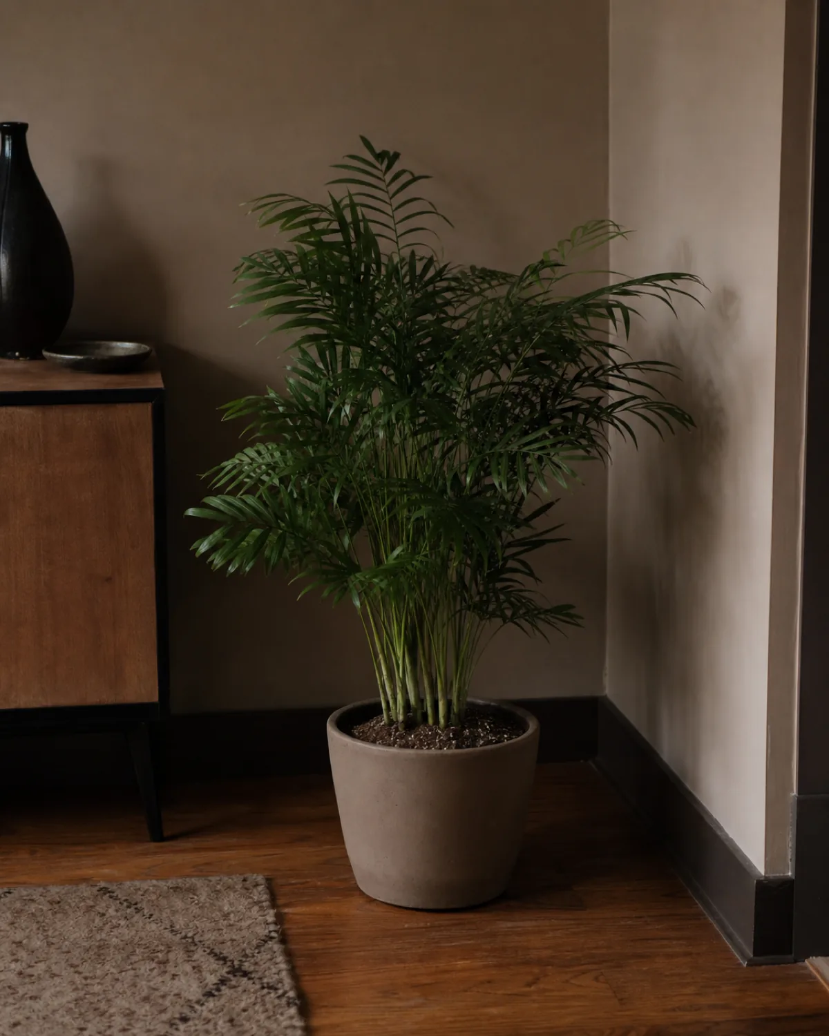 A healthy parlor palm sitting in a dim room corner well away from any window