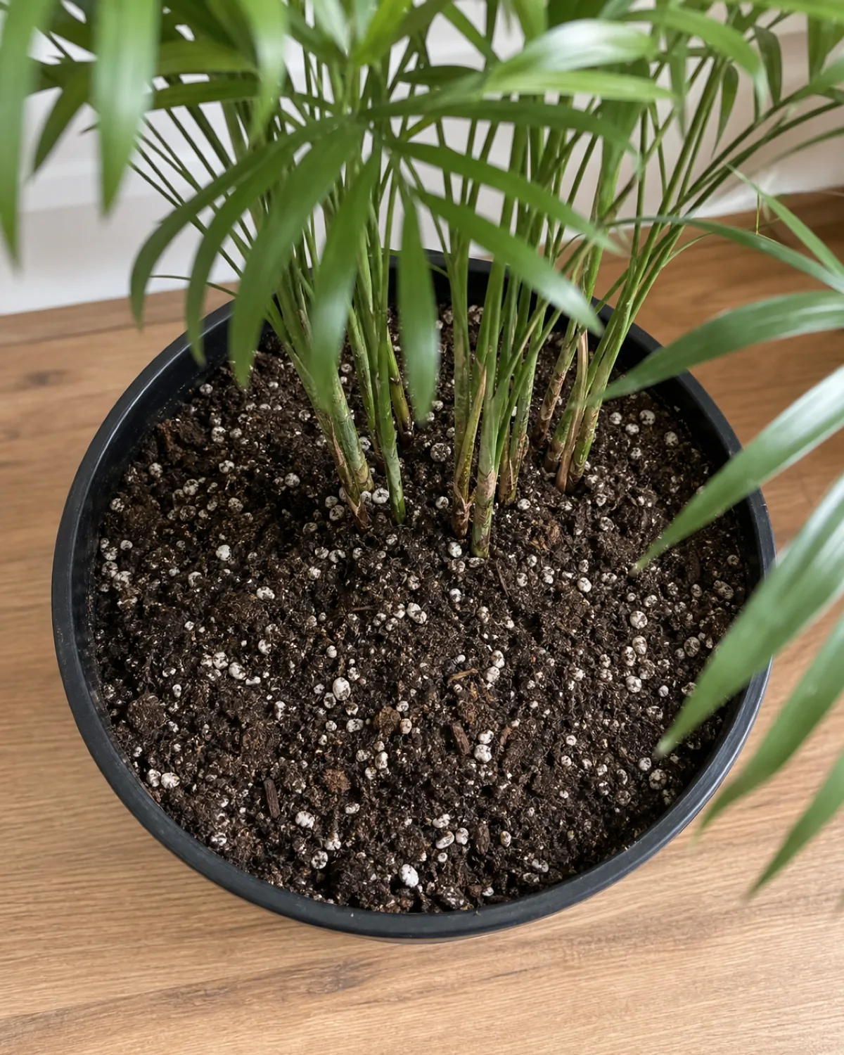 A close overhead view of chunky, well-draining potting mix with visible perlite flecks in a plain nursery pot