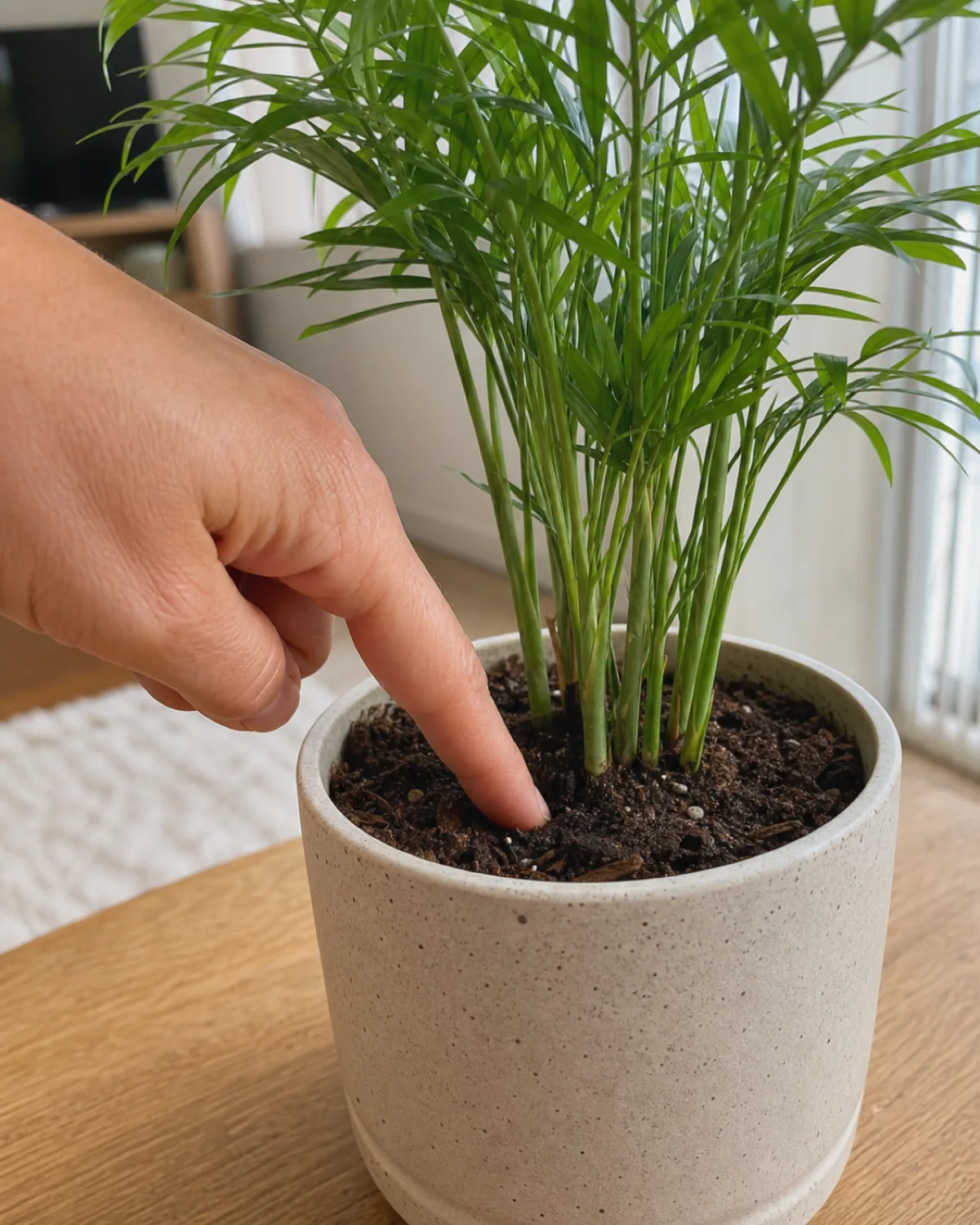A hand pressing one finger into the top inch of soil in a parlor palm's pot to check moisture before watering