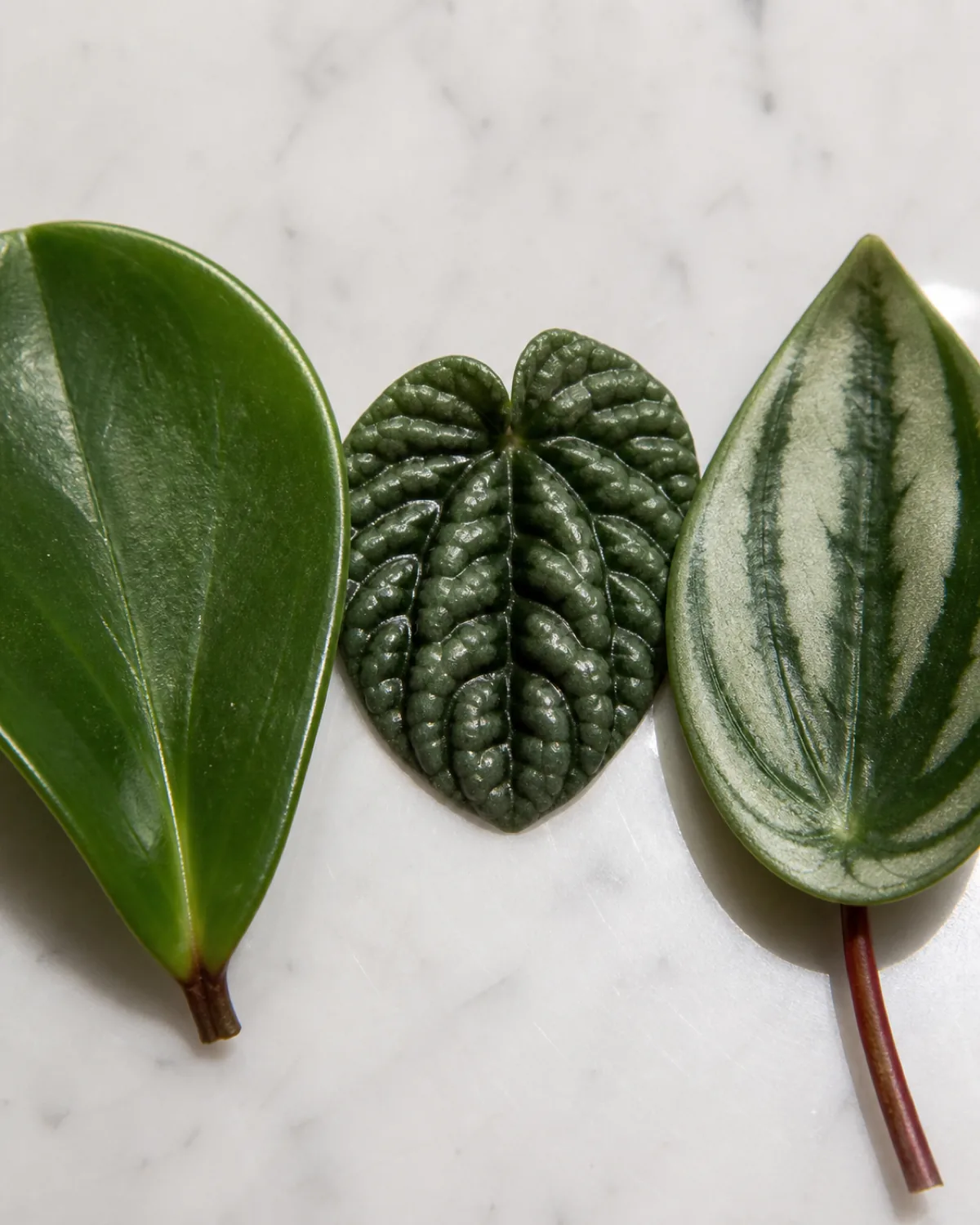 Three peperomia leaf textures side by side: smooth glossy obtusifolia, deeply corrugated caperata, and silver-striped watermelon argyreia