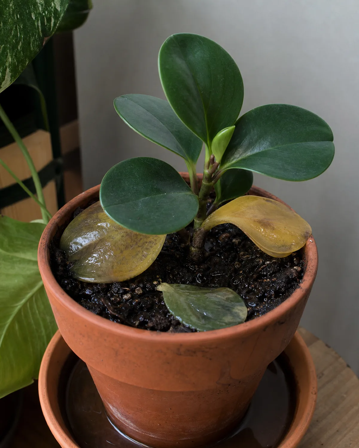 A peperomia showing overwatering damage: mushy translucent lower leaves contrasting with healthy firm upper leaves, one leaf detached on the soil