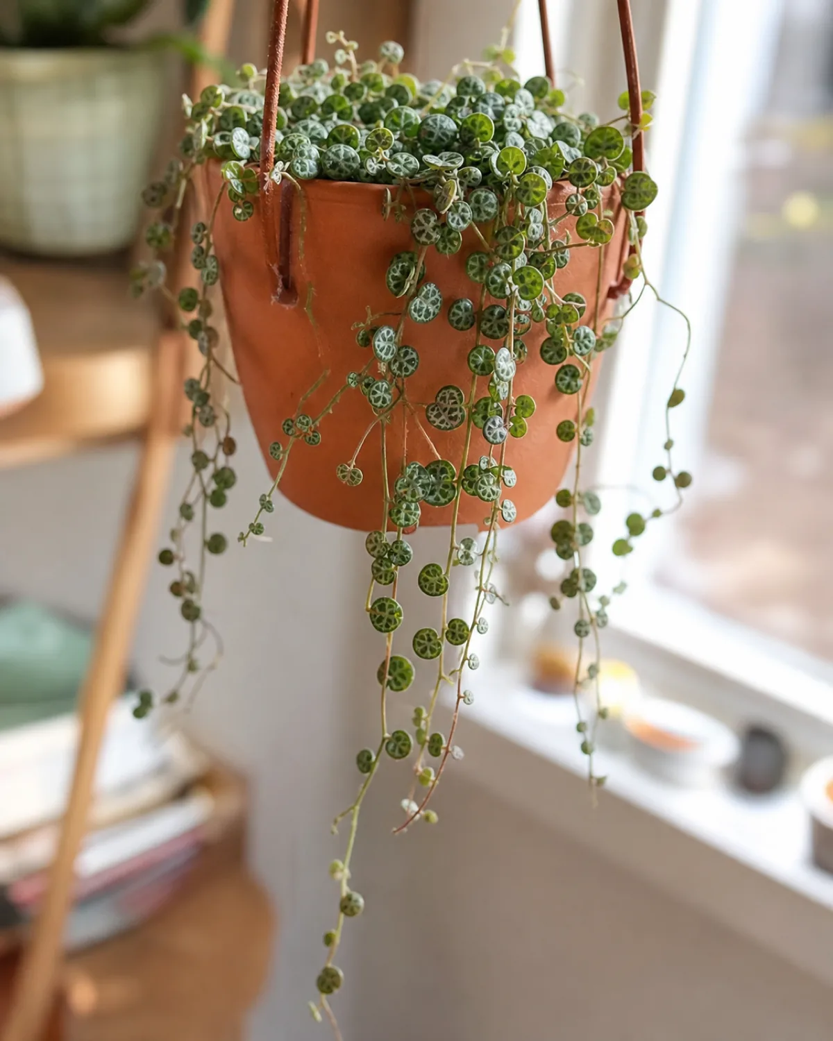 Peperomia prostrata string of turtles trailing from a small hanging planter, showing tiny round leaves with turtle-shell vein patterns