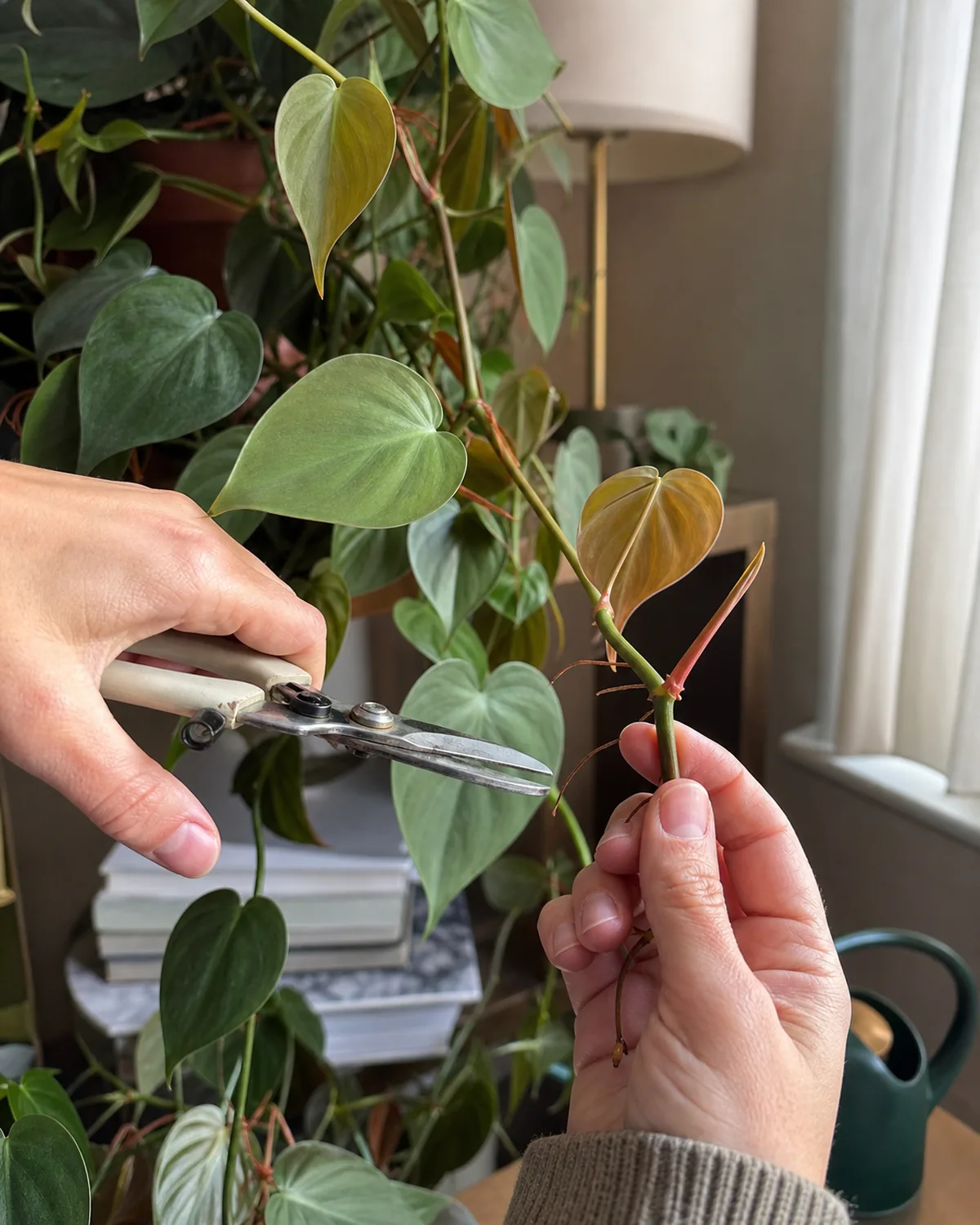 A hand using clean pruning shears to snip a leggy philodendron vine just above a leaf node with the cut section held in the other hand and a fuller portion of the vine visible in the background