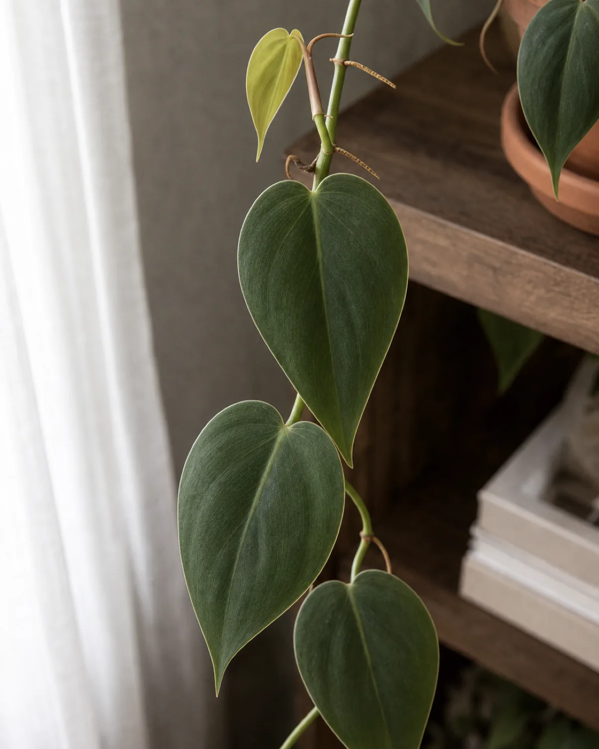 A closeup comparing a small pale new philodendron leaf still partly furled beside larger mature deep green heart shaped leaves further down the same vine