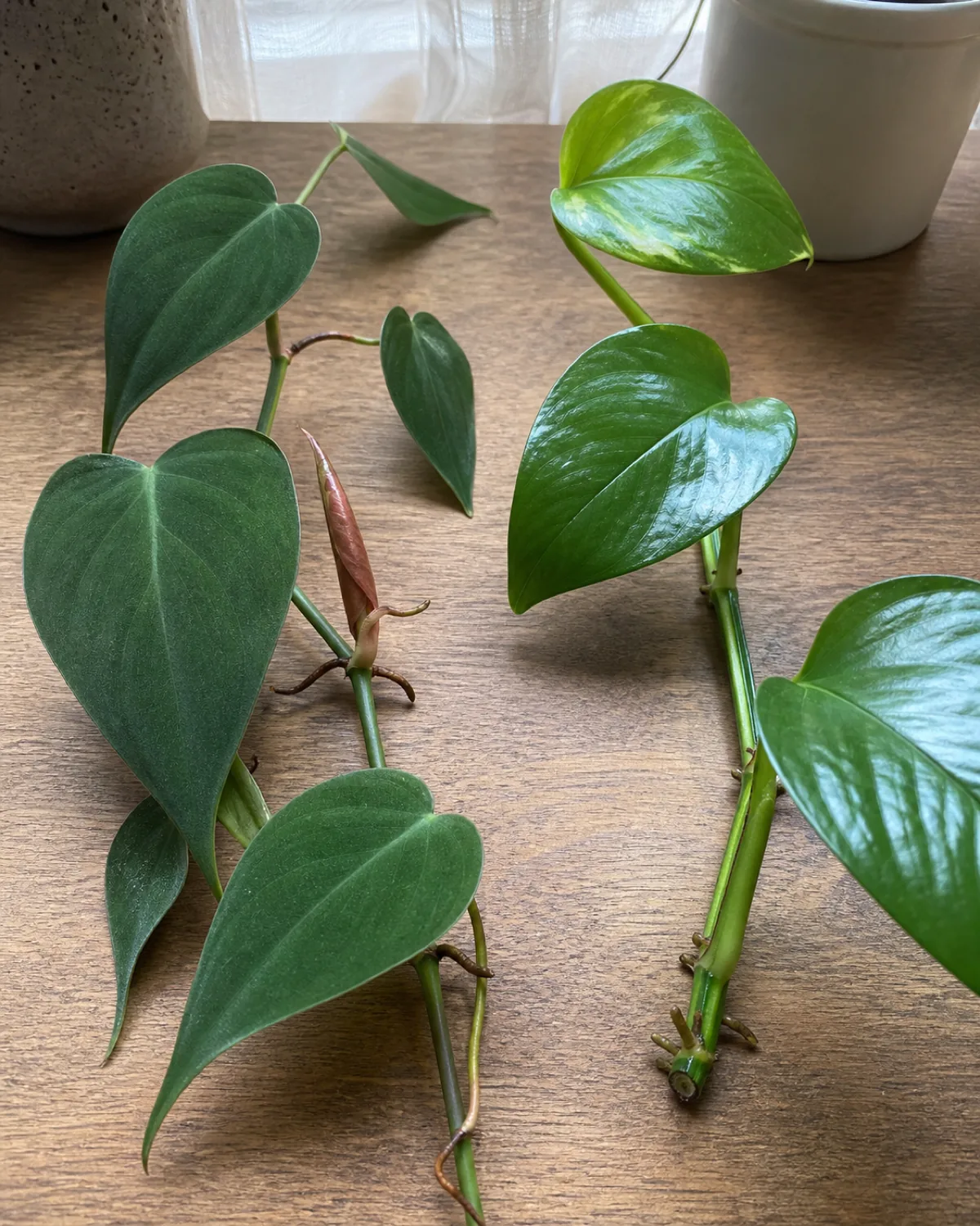 A close side by side comparison on a wood table of a heartleaf philodendron vine on the left with thin matte velvety heart shaped leaves and a round smooth petiole next to a pothos vine on the right with thicker glossy waxy leaves and a grooved petiole with one coppery new philodendron leaf still wrapped in a thin papery sheath visible