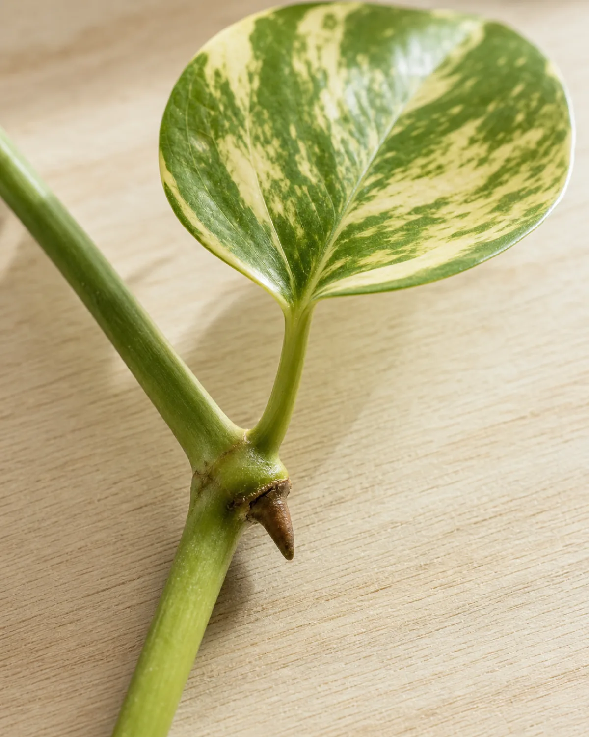 Vertical portrait extreme macro closeup of a single pothos vine stem cutting on a pale wood surface showing a slightly swollen node and a small brown pointed aerial-root nub in sharp focus