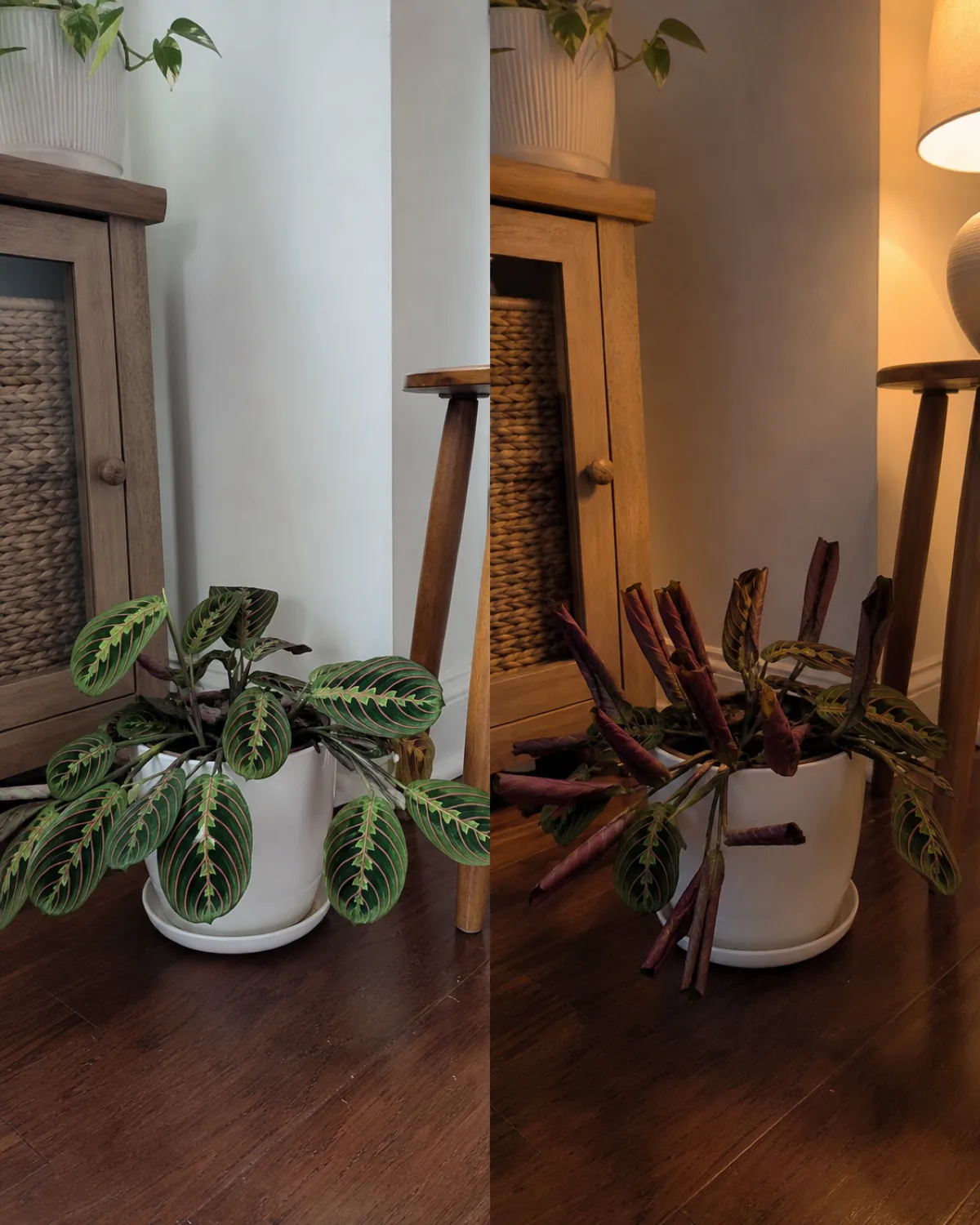 Split composition showing the same prayer plant during day with leaves open flat and at night with leaves folded upward showing purple-red undersides