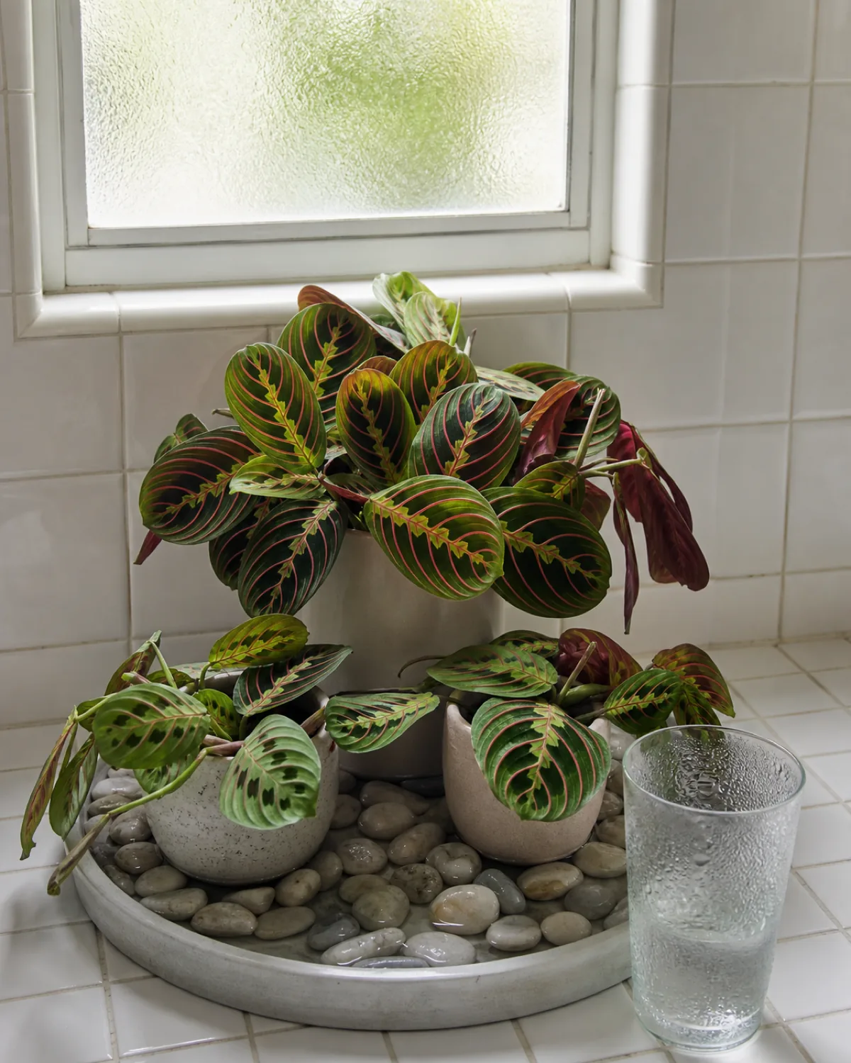A prayer plant on a pebble tray with water and stones, grouped with other plants in a bathroom setting with natural light