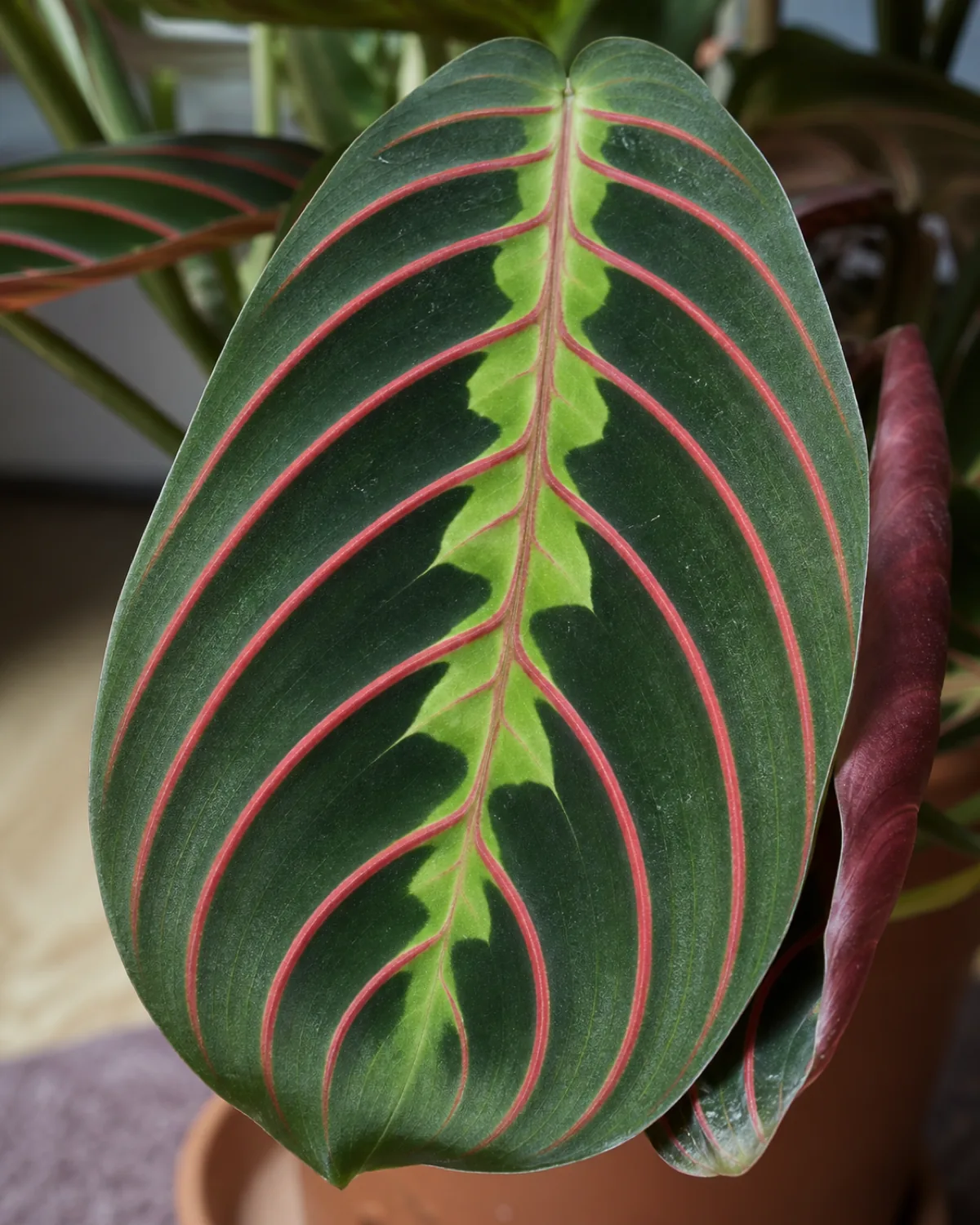 Close-up of a single Maranta leuconeura erythroneura leaf showing the intricate herringbone pattern of bright red veins on dark green with purple-red underside partially visible