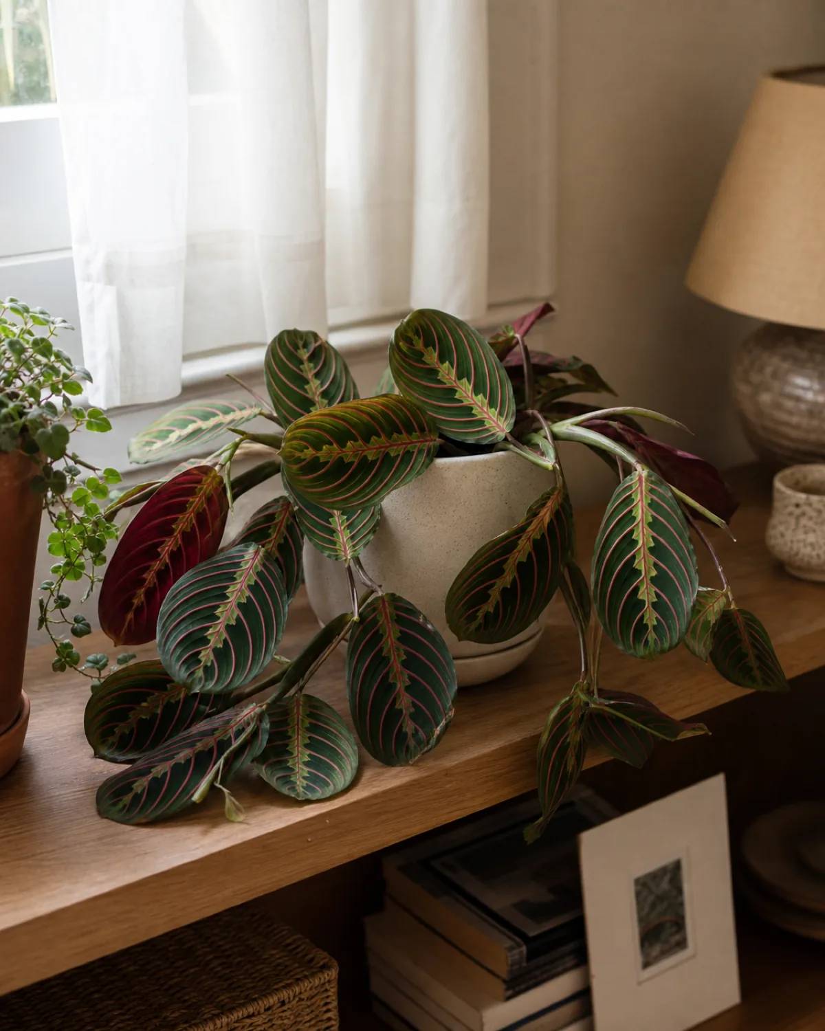 A prayer plant on a shelf near a north-facing window in a softly lit room, looking healthy with vivid herringbone red vein patterns