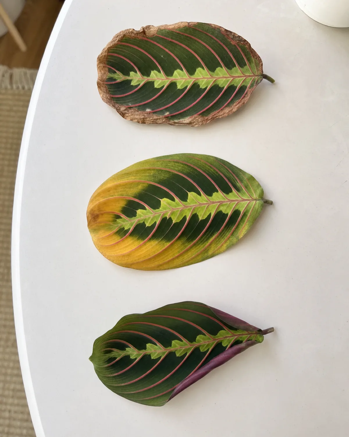 Diagnostic layout of common prayer plant problems showing a leaf with crispy brown edges, a yellowing leaf, and a curling leaf