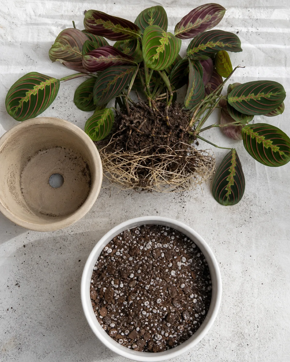 Overhead shot of a prayer plant being repotted showing the shallow spreading root system and a new wider pot with fresh soil mix