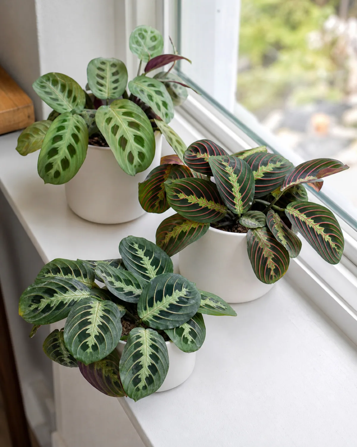 Three Maranta leuconeura varieties in matching small white pots on a bright windowsill showing distinct leaf patterns