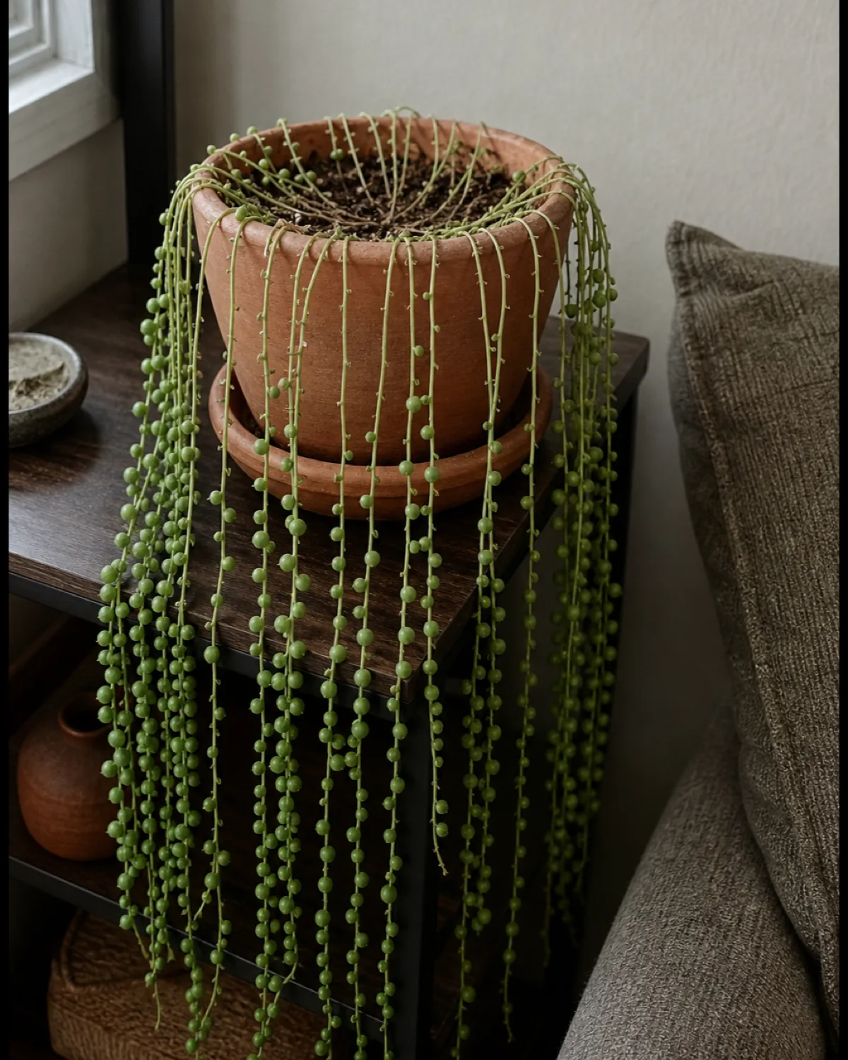 A string of pearls with bald stems near the crown and healthy pearls only at the trailing tips showing the light-deficiency pattern
