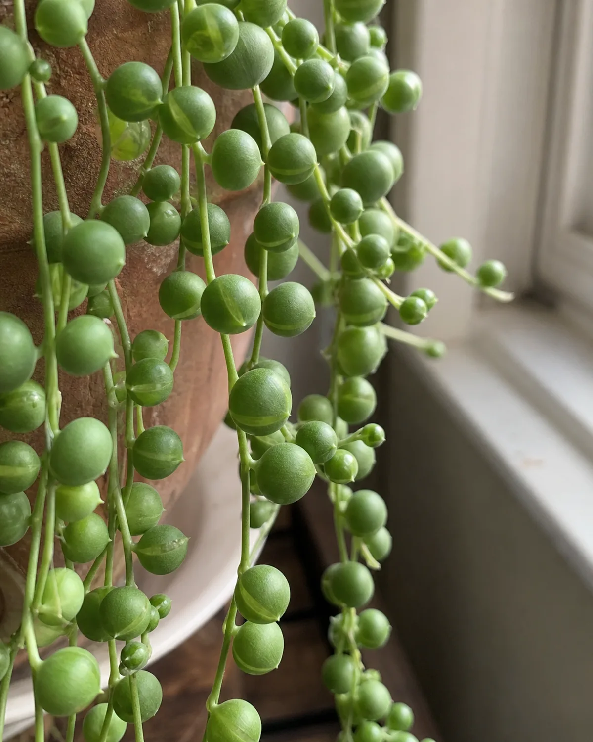A close-up of string of pearls strands showing perfectly round pea-sized green pearls on thin wiry stems with visible translucent epidermal window stripe on each pearl