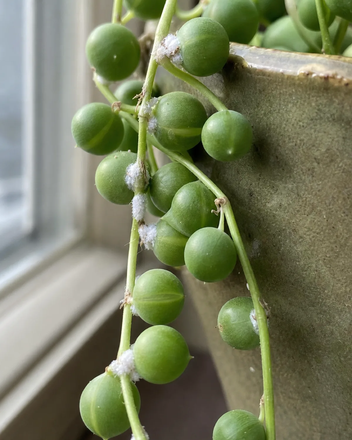 A close-up of mealybugs with white cottony patches hiding between pearls along a stem joint of a string of pearls plant