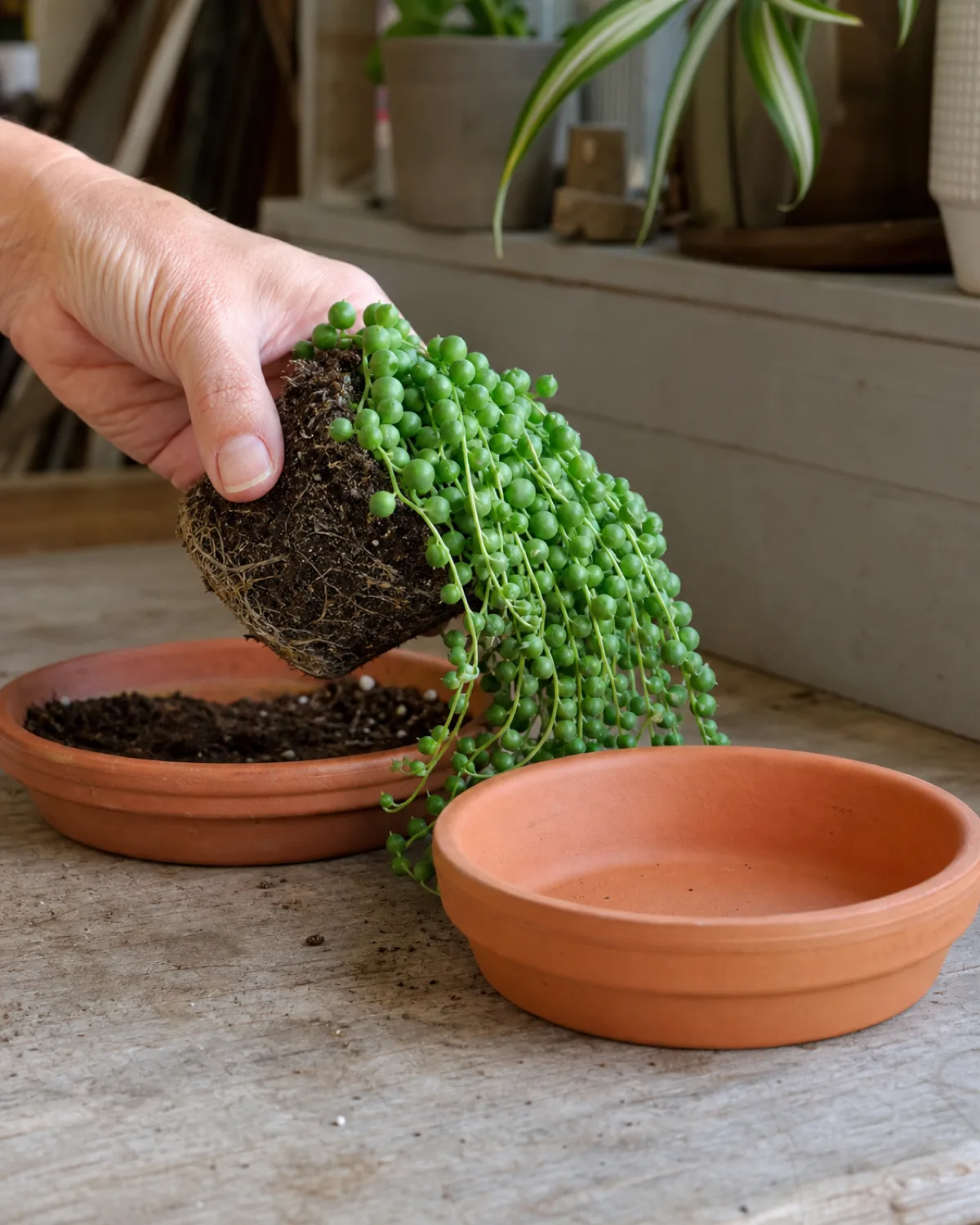 A string of pearls being gently eased from a shallow wide terracotta pot showing the small shallow root ball