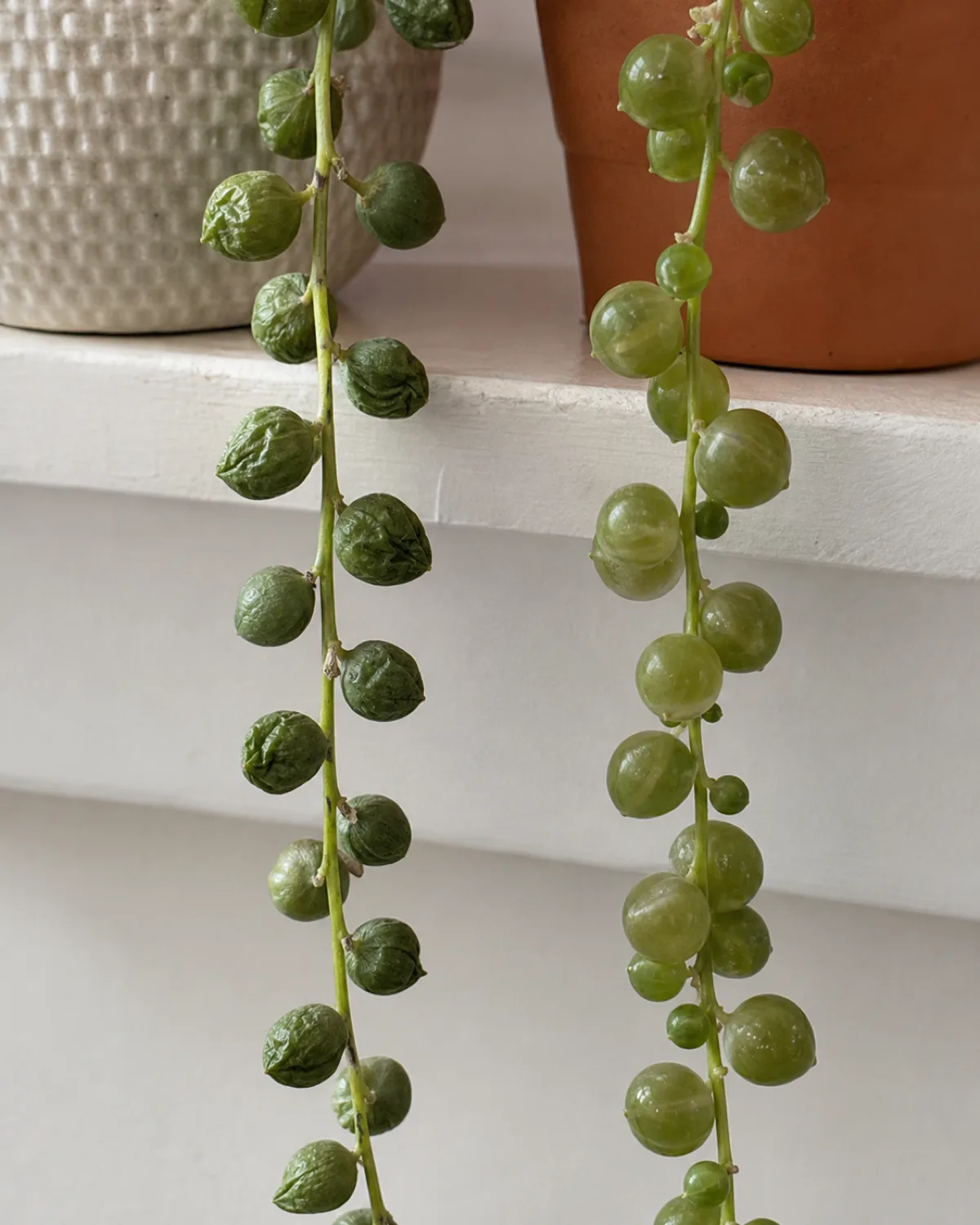 A close-up comparison of shriveled deflated wrinkled pearls on one strand versus mushy translucent overwatered pearls on another strand